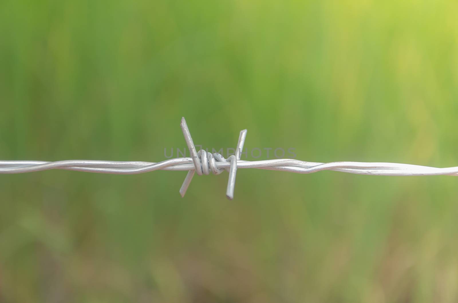 Barbed wire in the forest to protect nature. by metal22