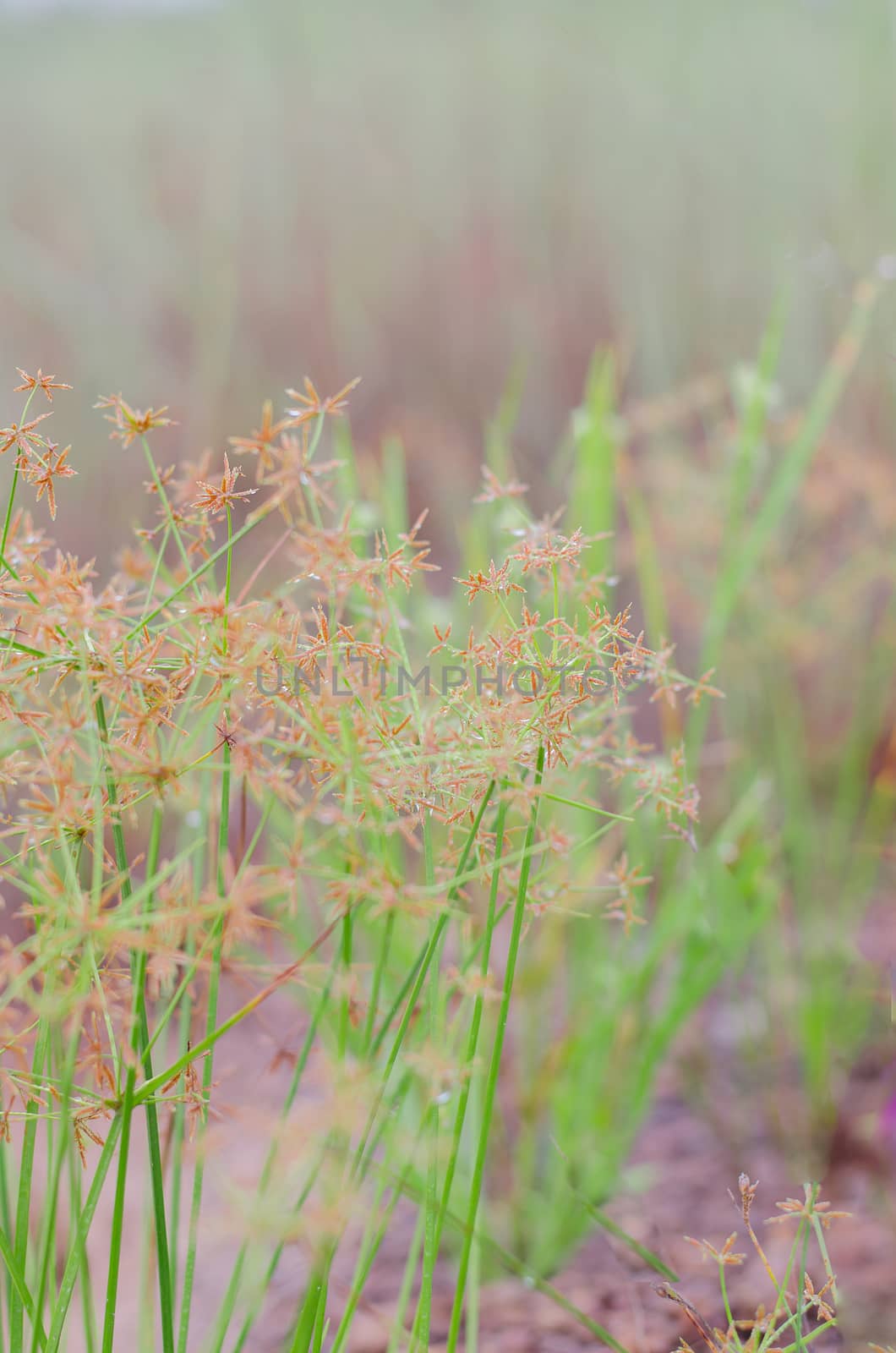 Wild field of grass on sunset, soft sun rays, warm