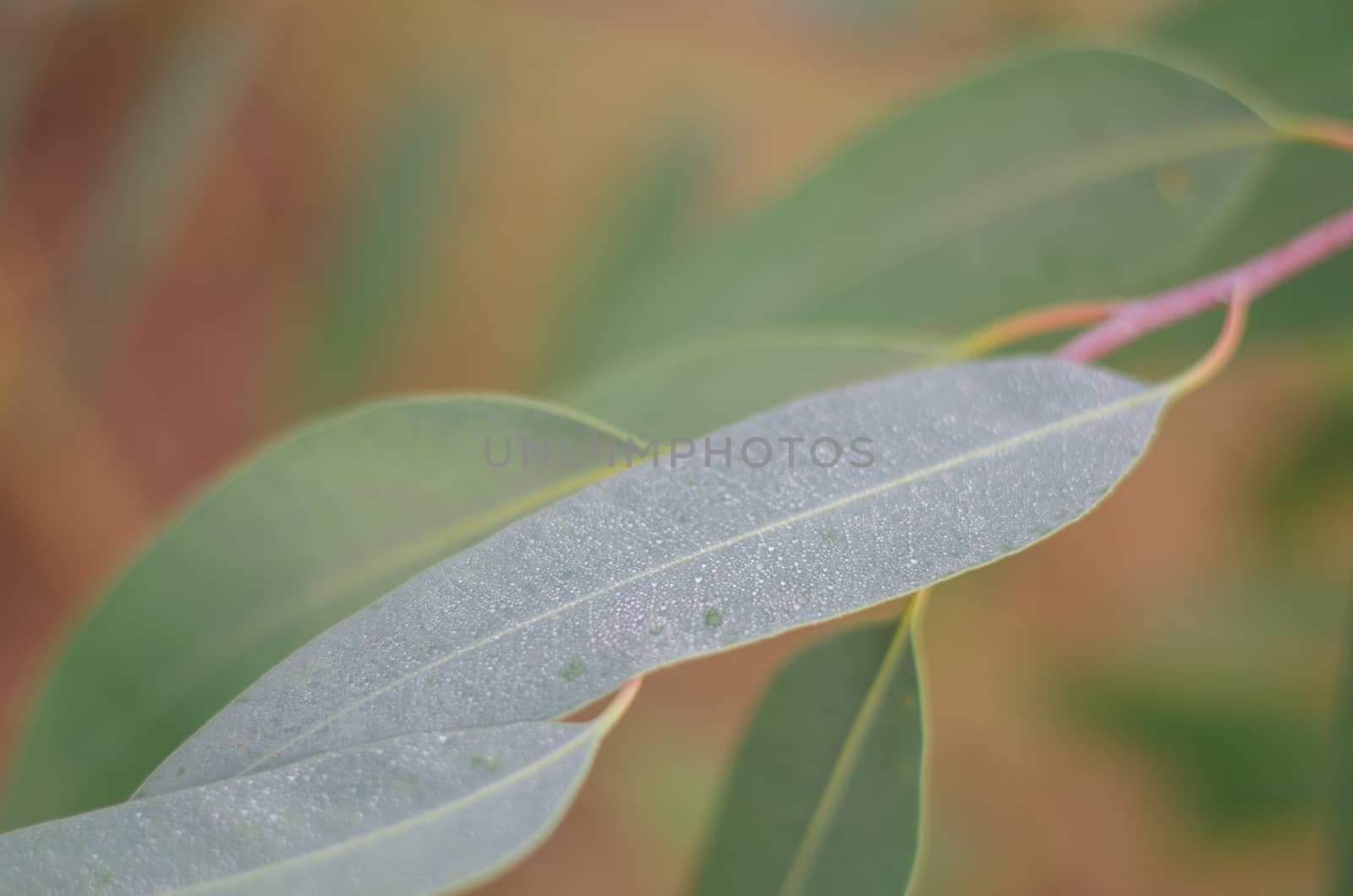 eucalyptus, foliage, fresh, garden, green, grow, growth, gum by metal22