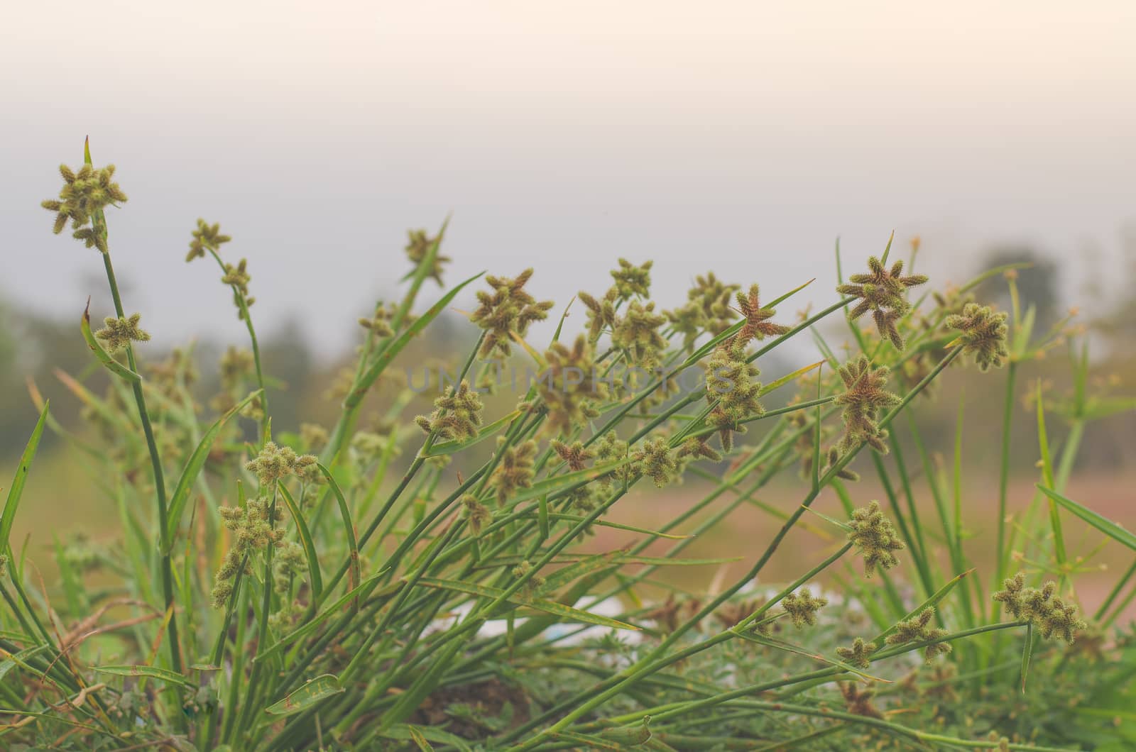 Wild field of grass on sunset, soft sun rays, warm by metal22