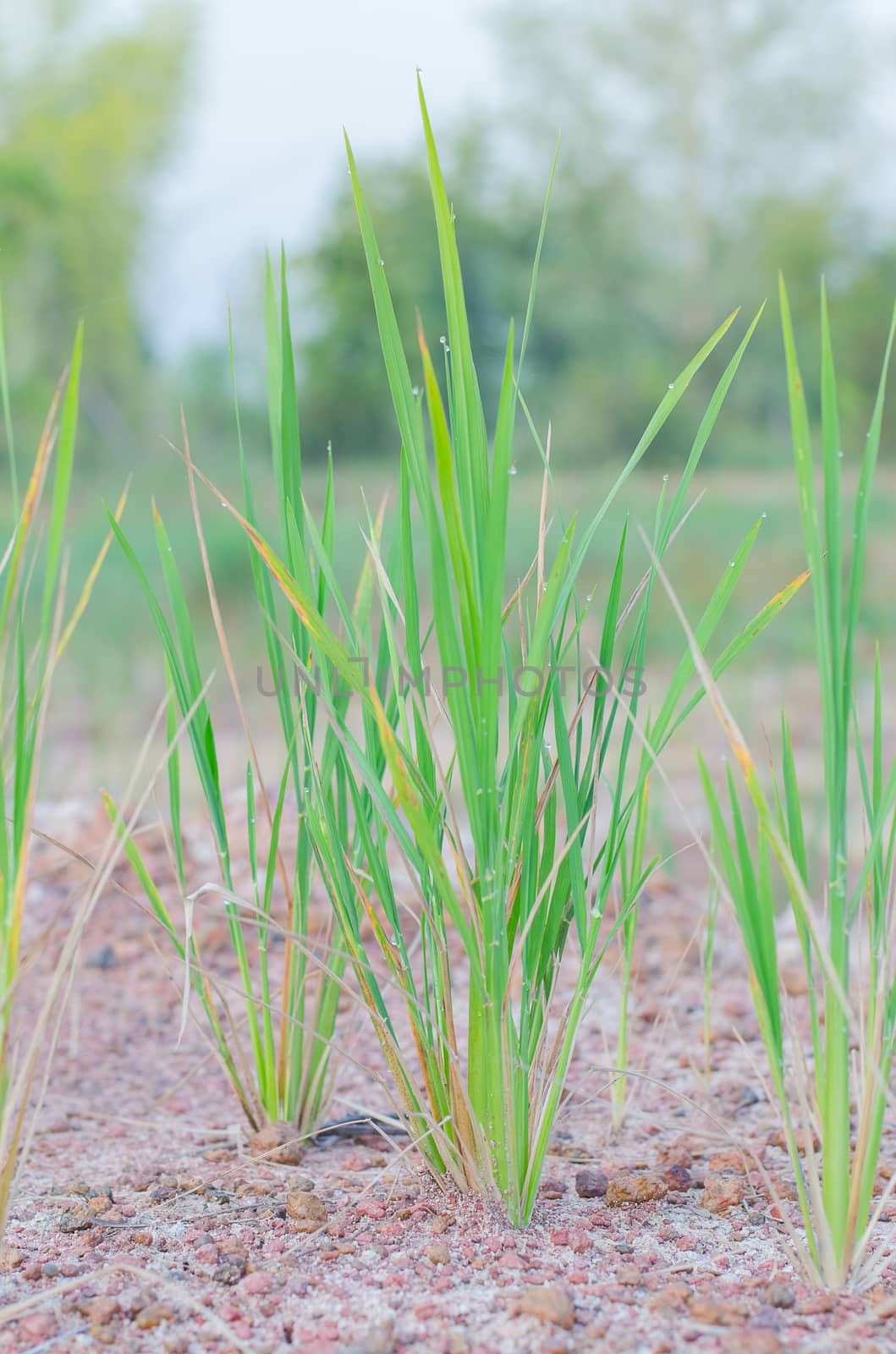 sapling rice, rice field in rural, thailand. by metal22