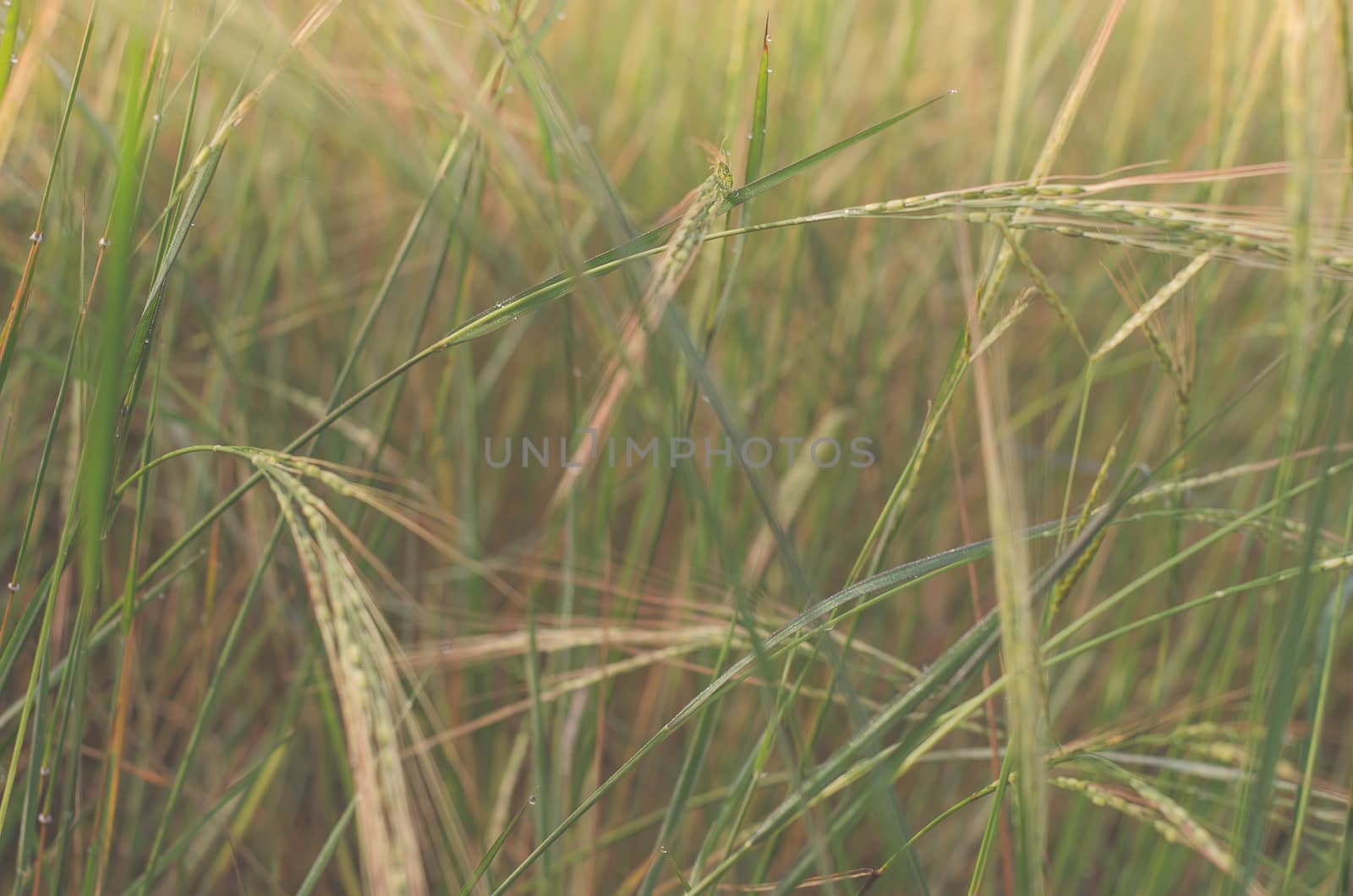 Macro photo wheat field. Spica barley bread yellow winter by metal22