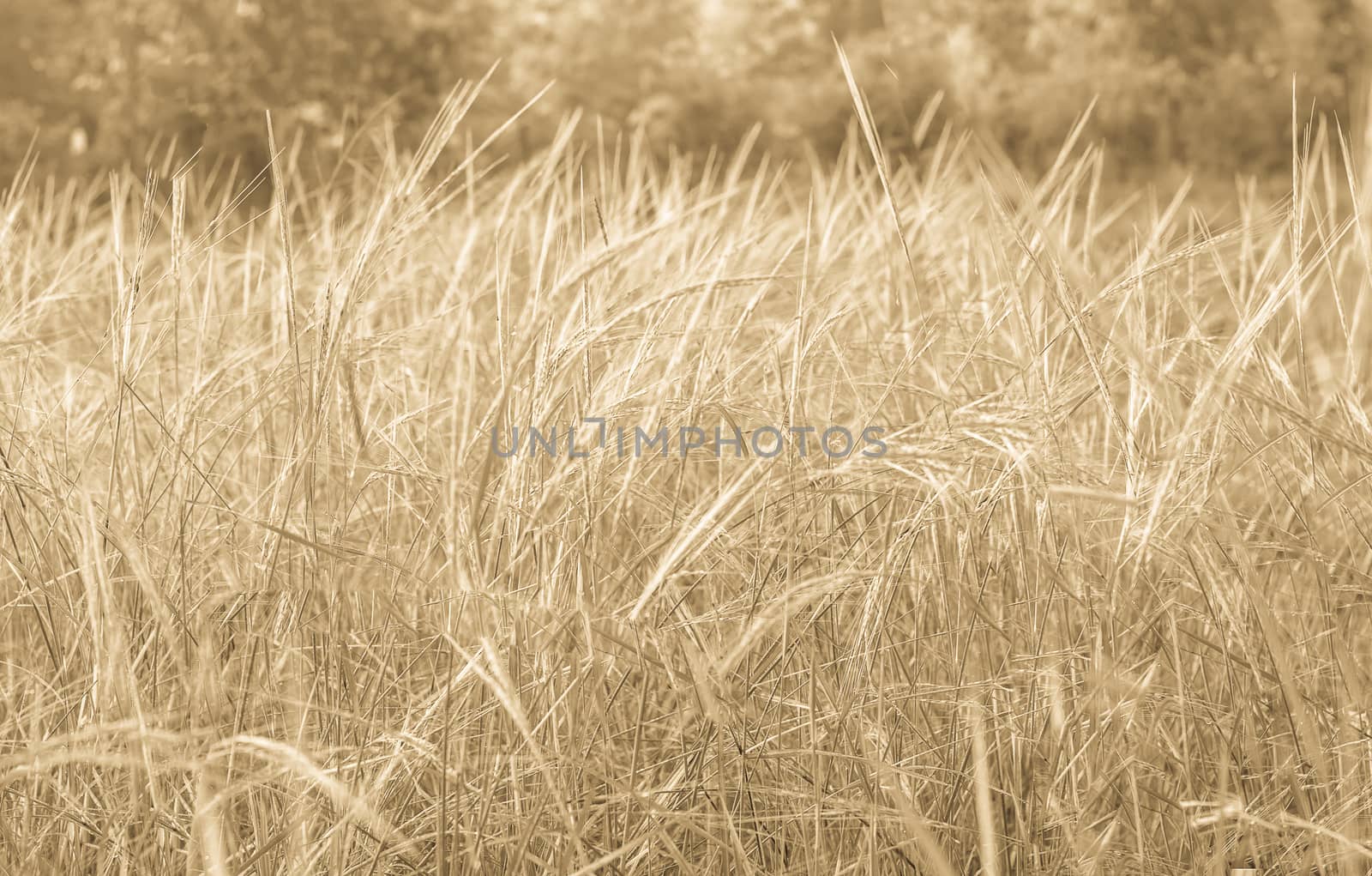 Macro photo wheat field. Spica barley bread yellow winter