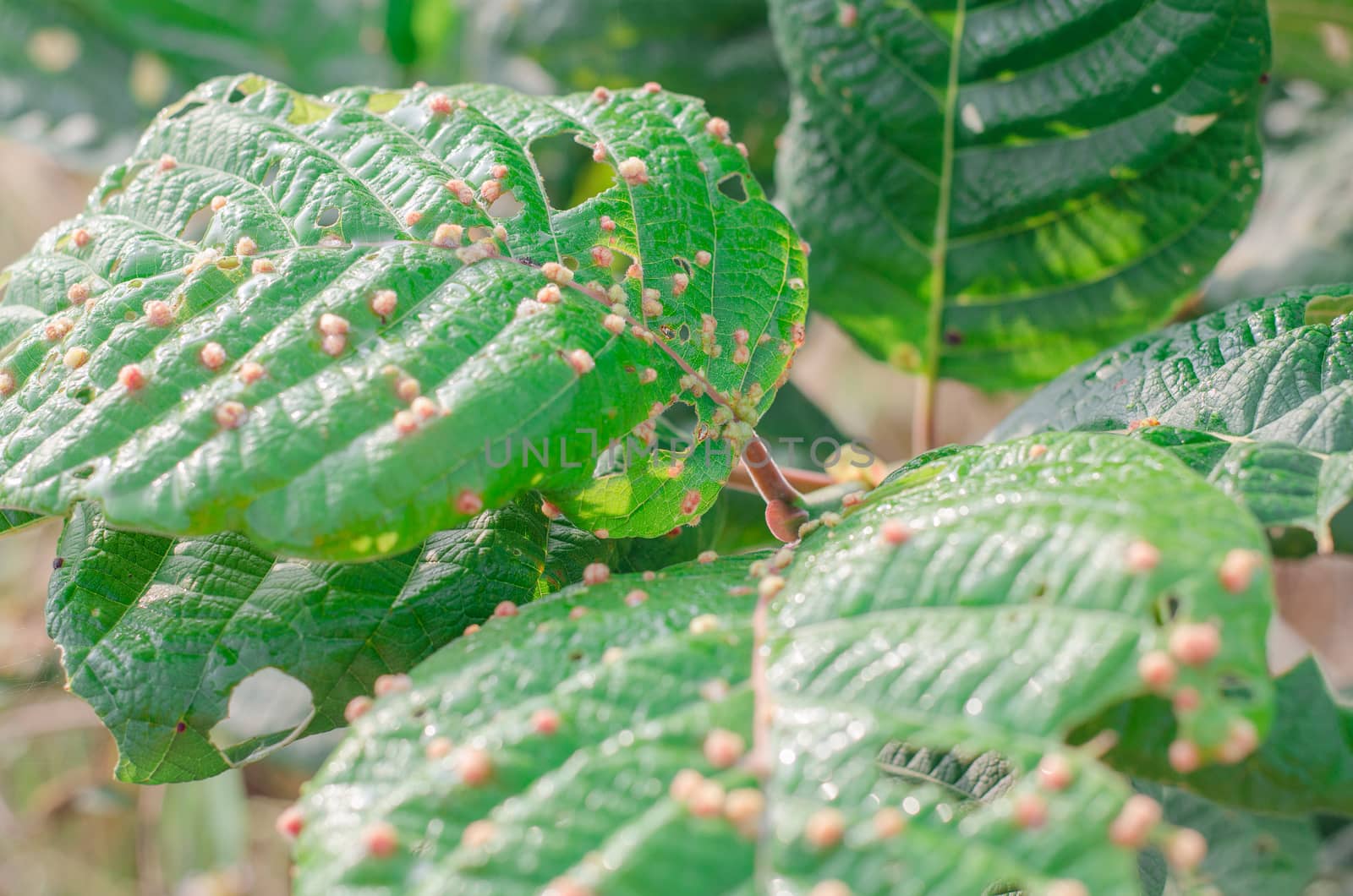 Leaf green leaf disease close up