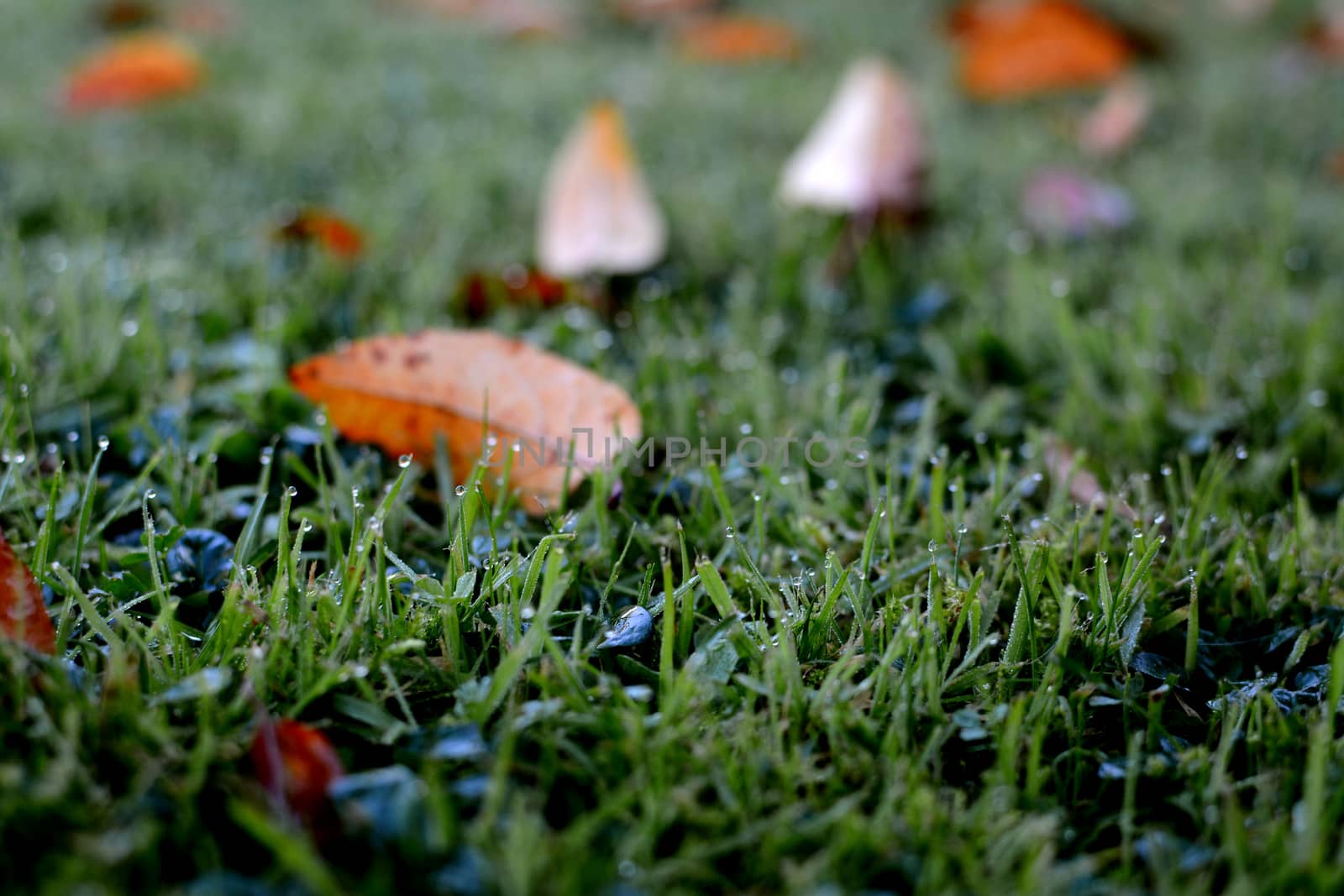 Dew water droplets in selective focus on grass, with autumnal leaves scattered beyond