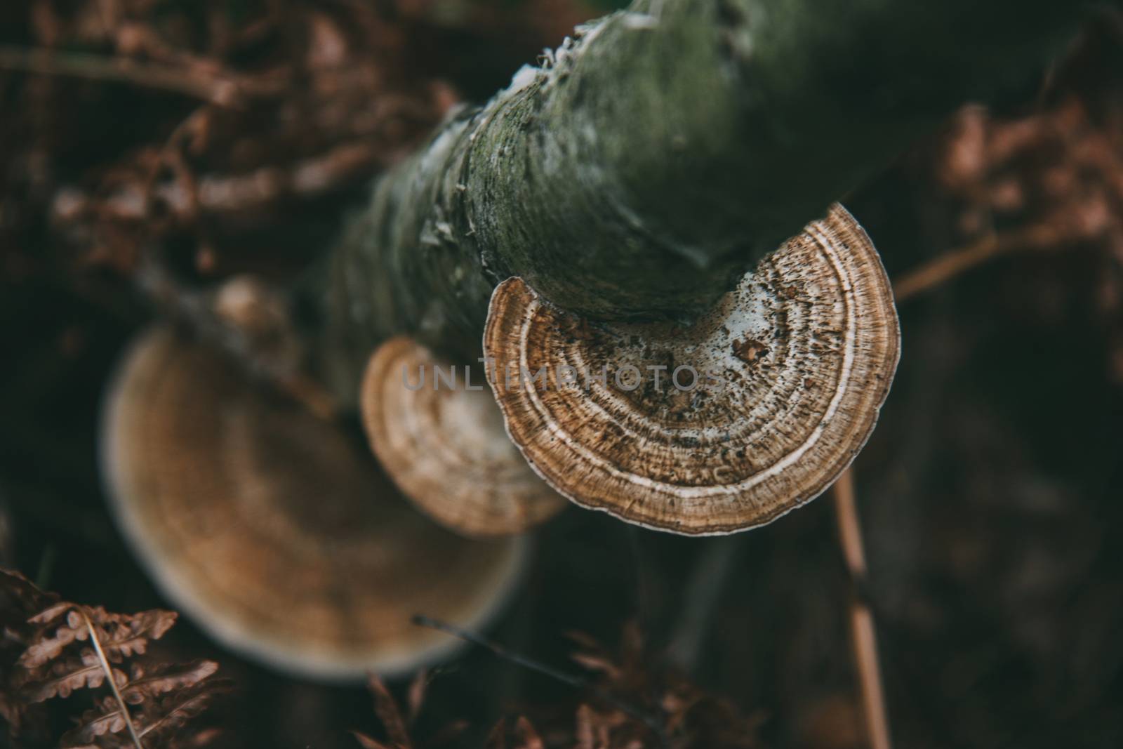 Chaga mushroom on tree in forest. Shallow depth of field.