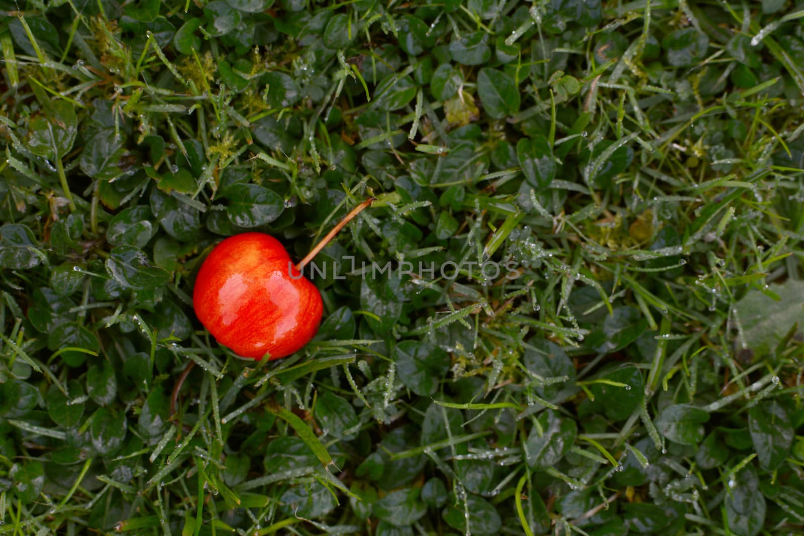 Bright red crab apple, fallen onto frosty, dew-covered grass in the autumn