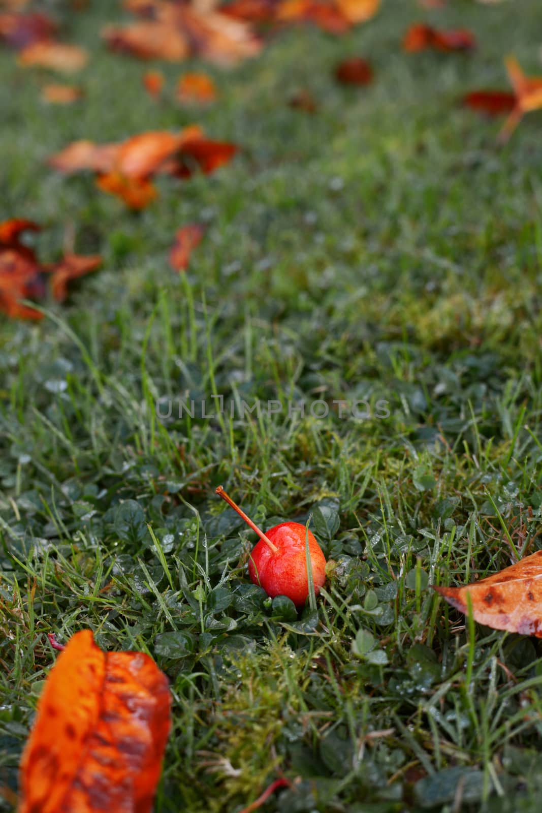 Single crab apple fruit among golden autumn leaves on frosty grass