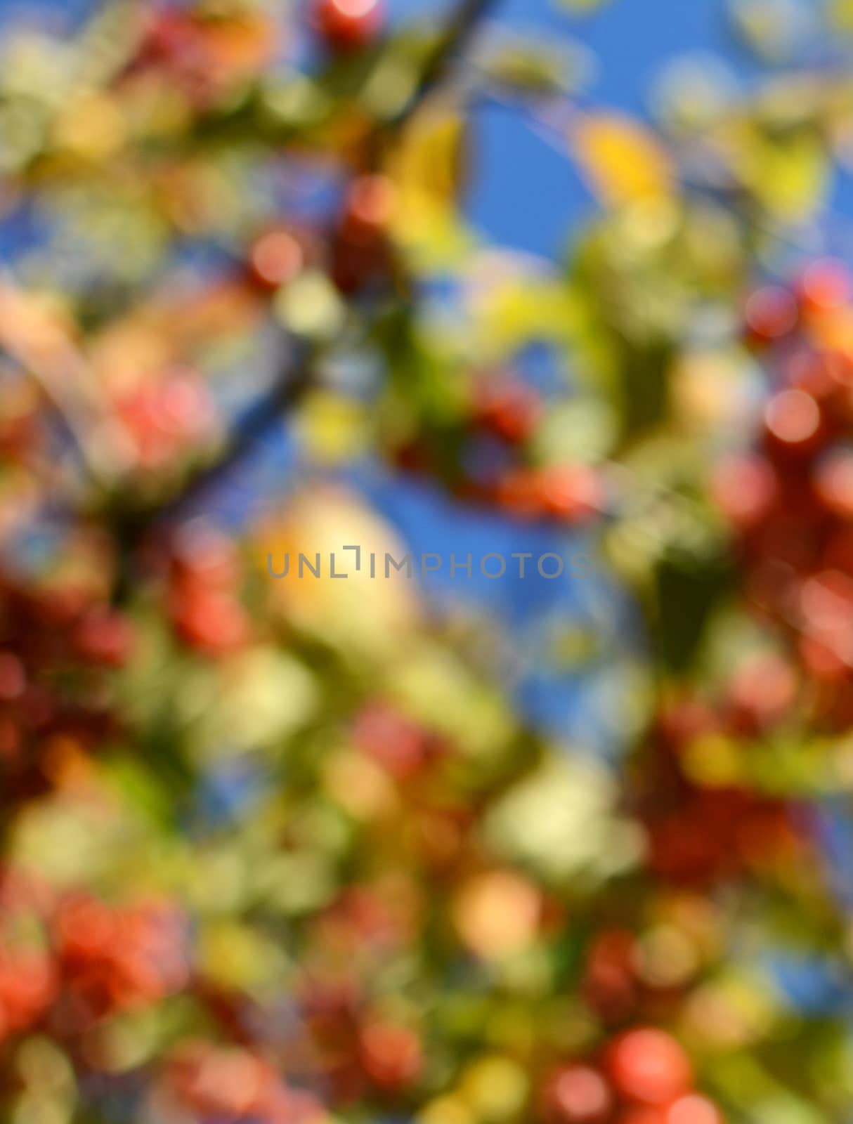 Abstract defocused bokeh background of colourful crab apple tree with red fruit and green leaves