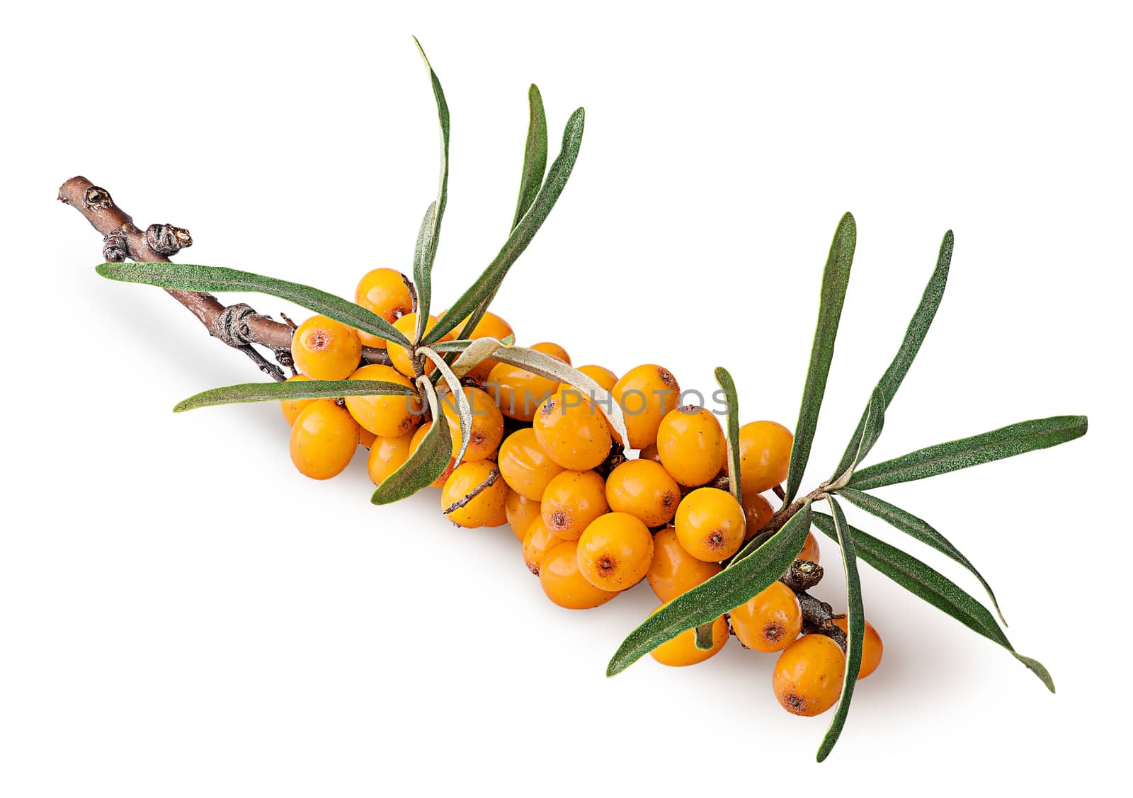 Branch with sea buckthorn berries and leaves isolated on white background