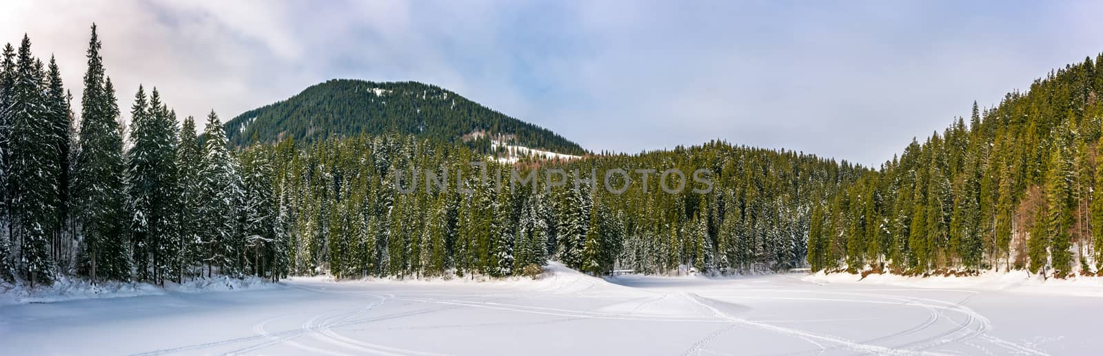 snowy meadow in spruce forest. location lake Synevyr Ukraine, frozen in winter. beautiful nature panoramic landscape in Carpathian mountains