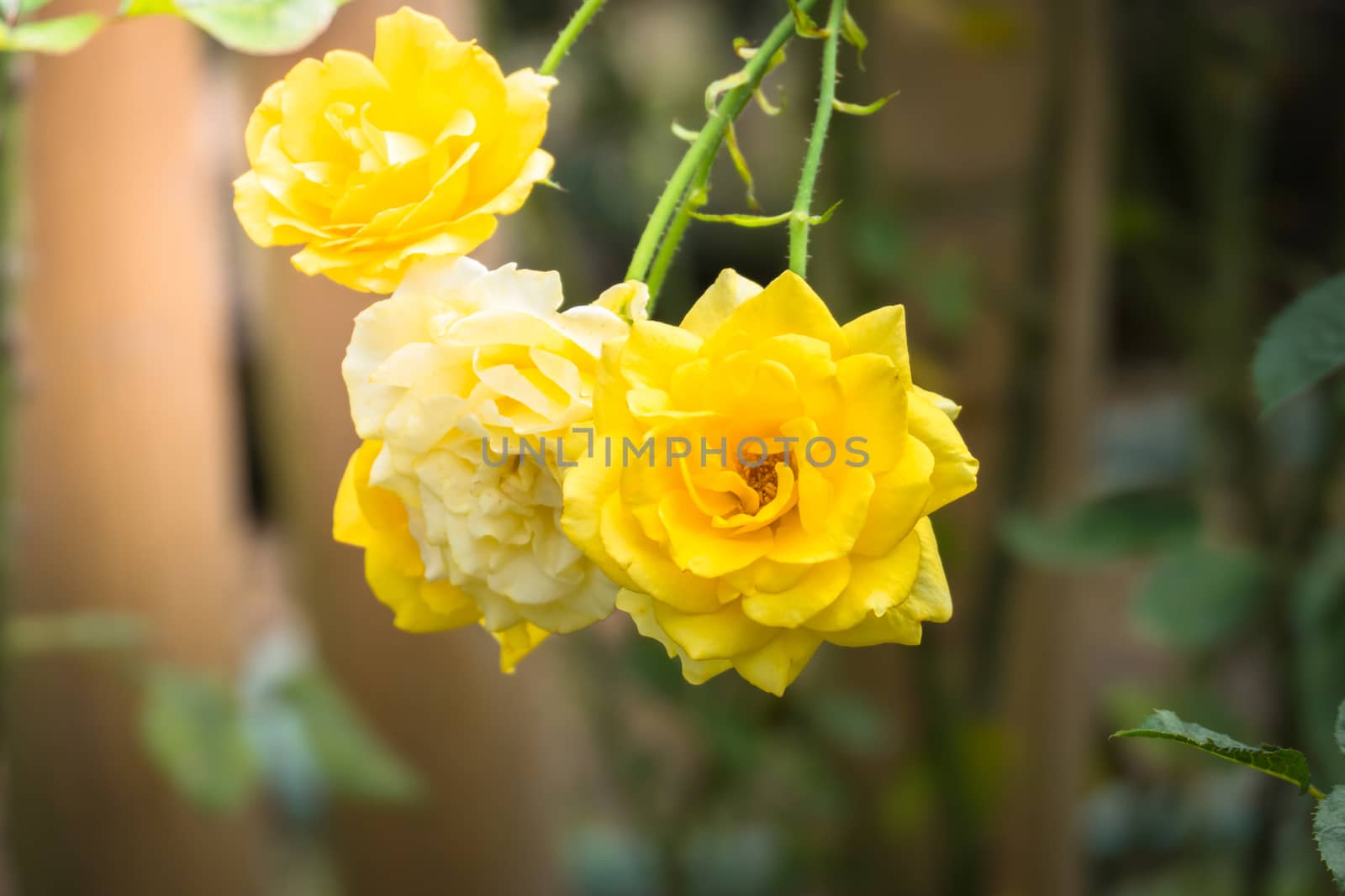 Roses in the garden, Roses are beautiful with a beautiful sunny day.