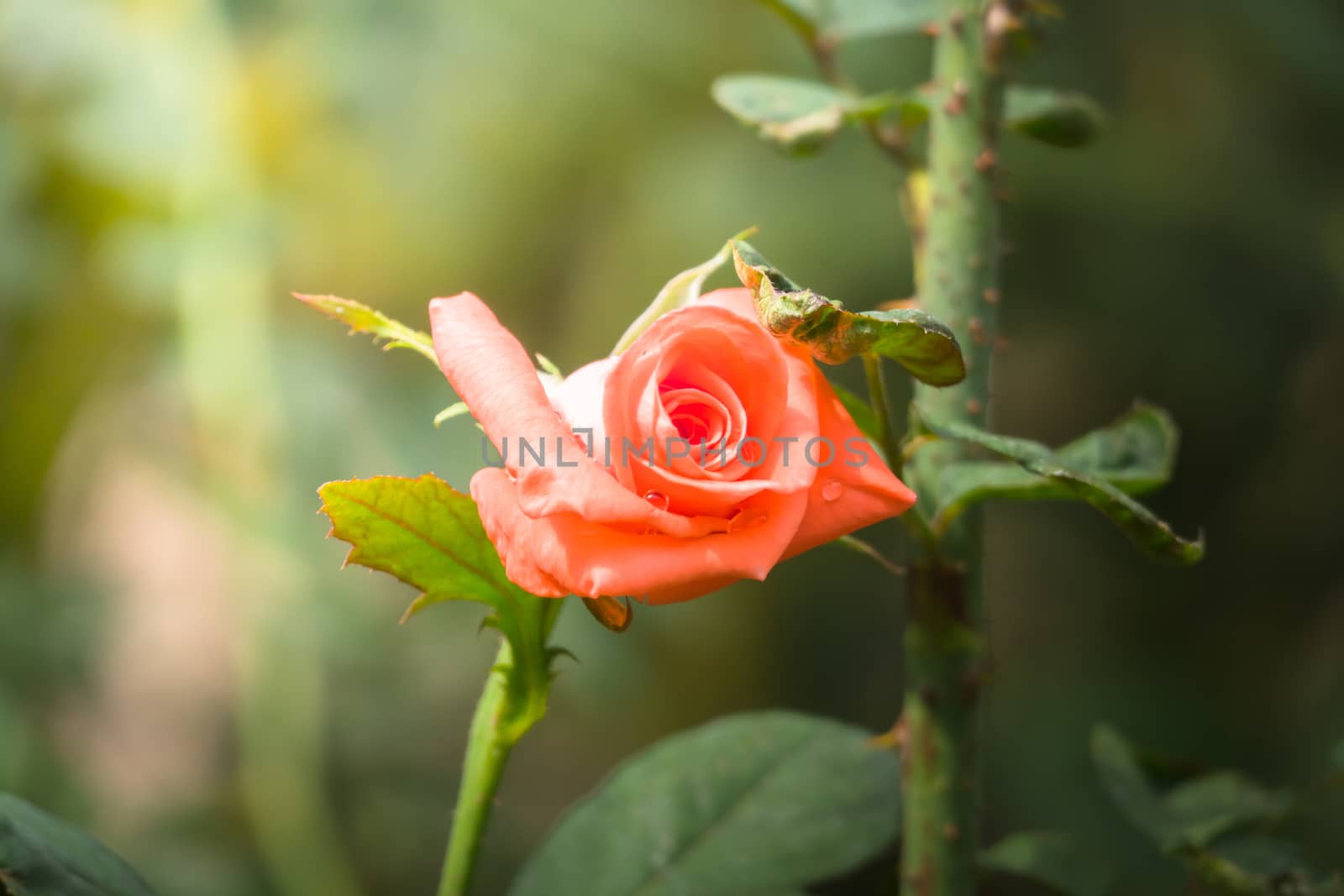 Roses in the garden, Roses are beautiful with a beautiful sunny day.