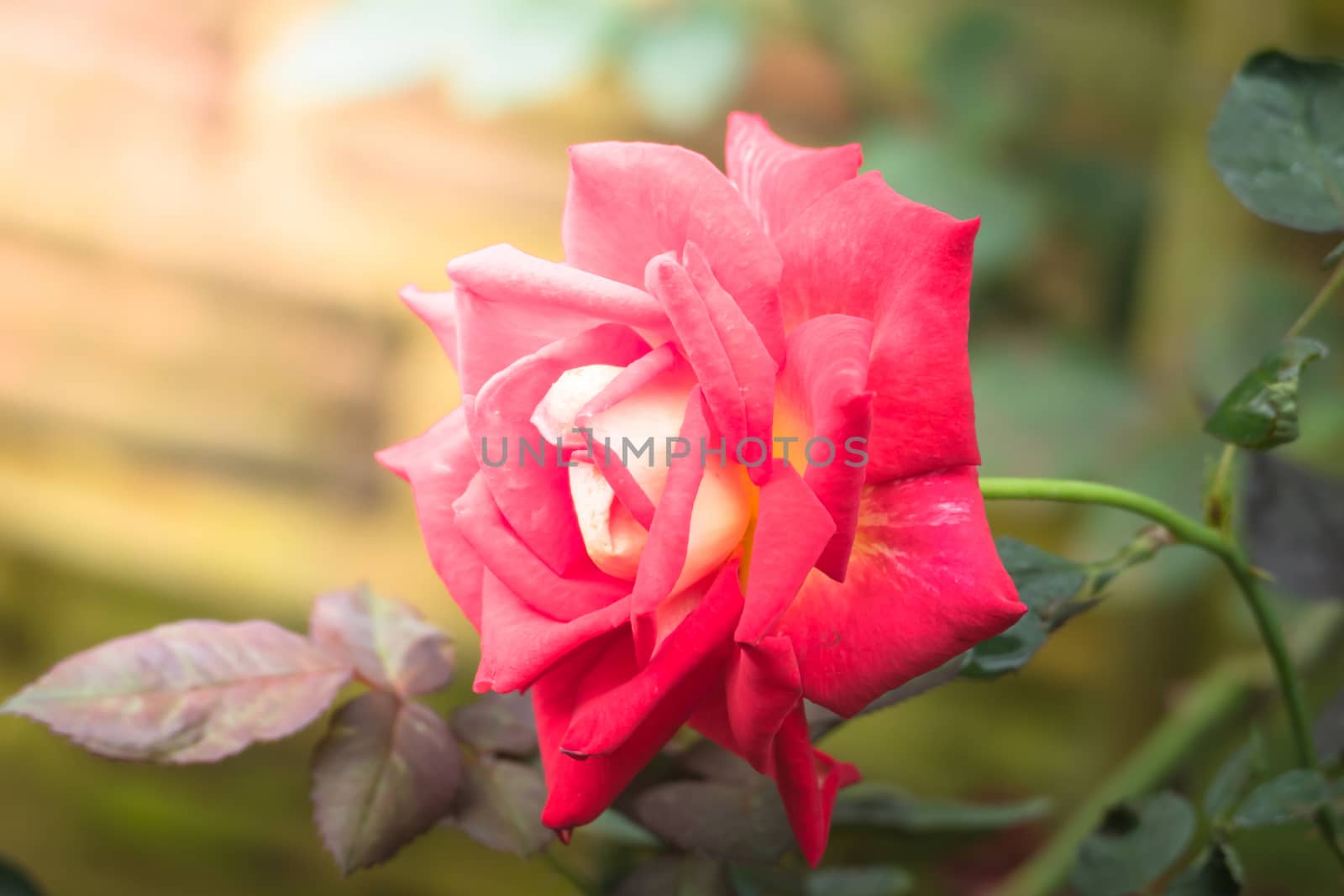 Roses in the garden, Roses are beautiful with a beautiful sunny day.