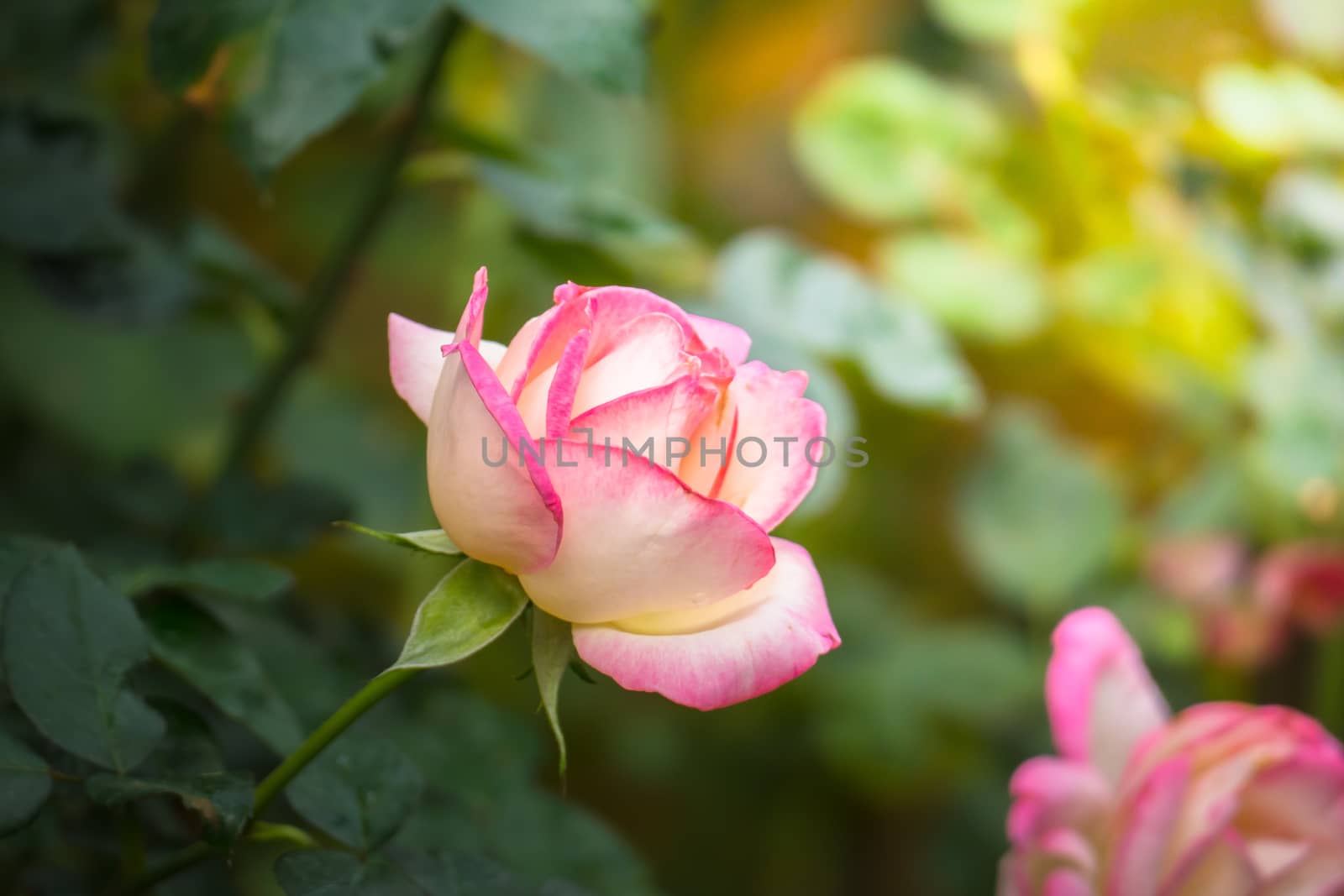 Roses in the garden, Roses are beautiful with a beautiful sunny day.