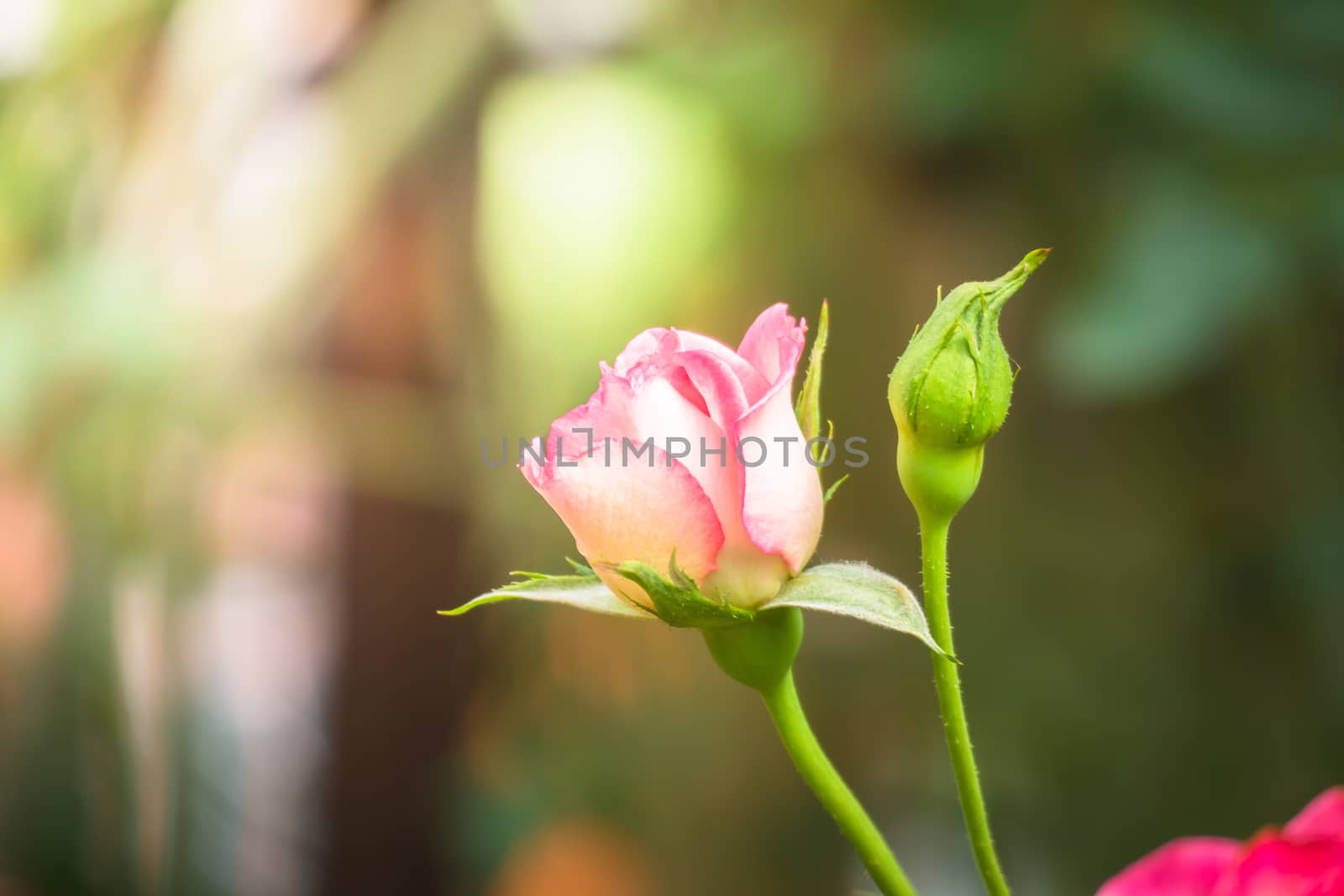 Roses in the garden, Roses are beautiful with a beautiful sunny day.