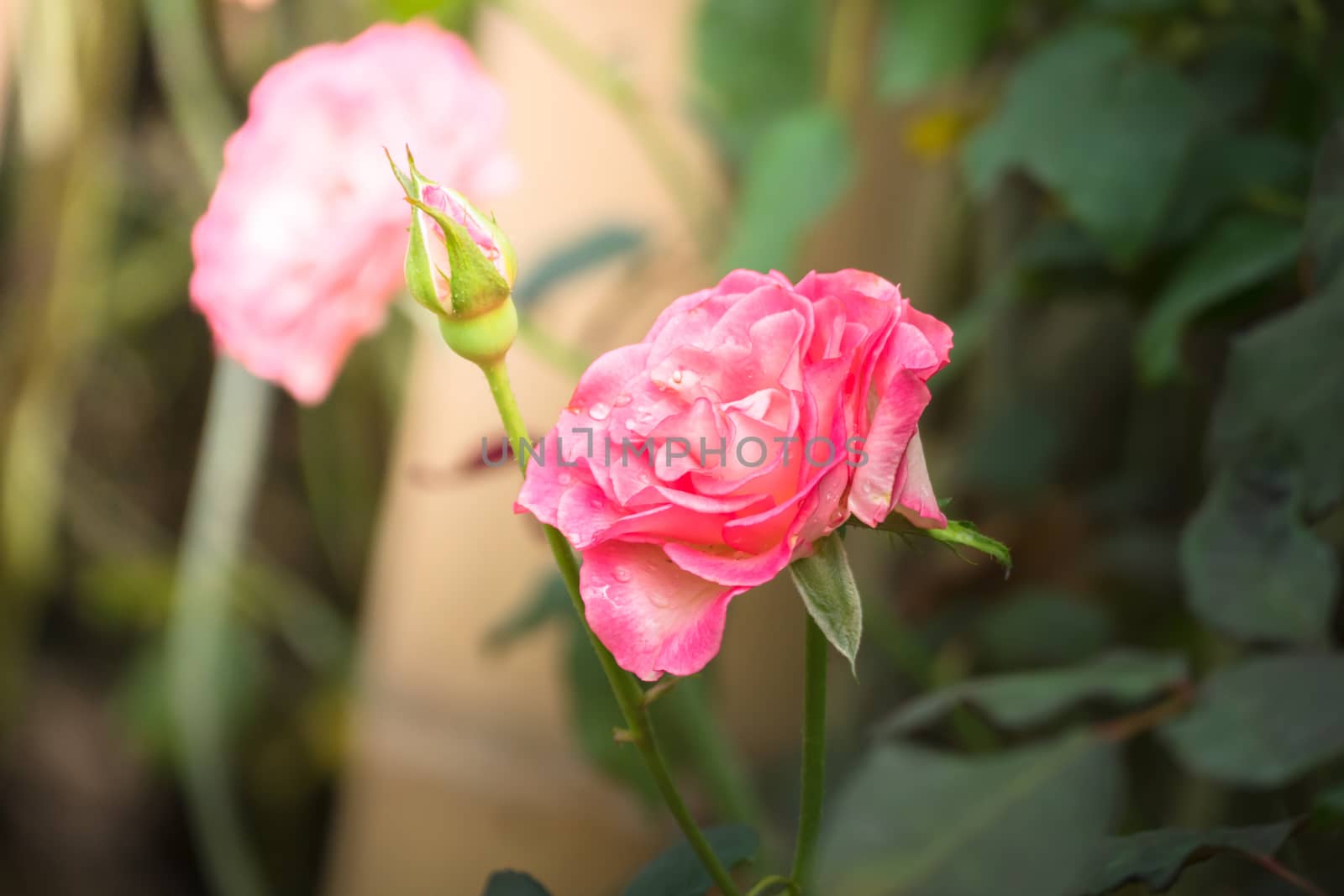 Roses in the garden, Roses are beautiful with a beautiful sunny day.