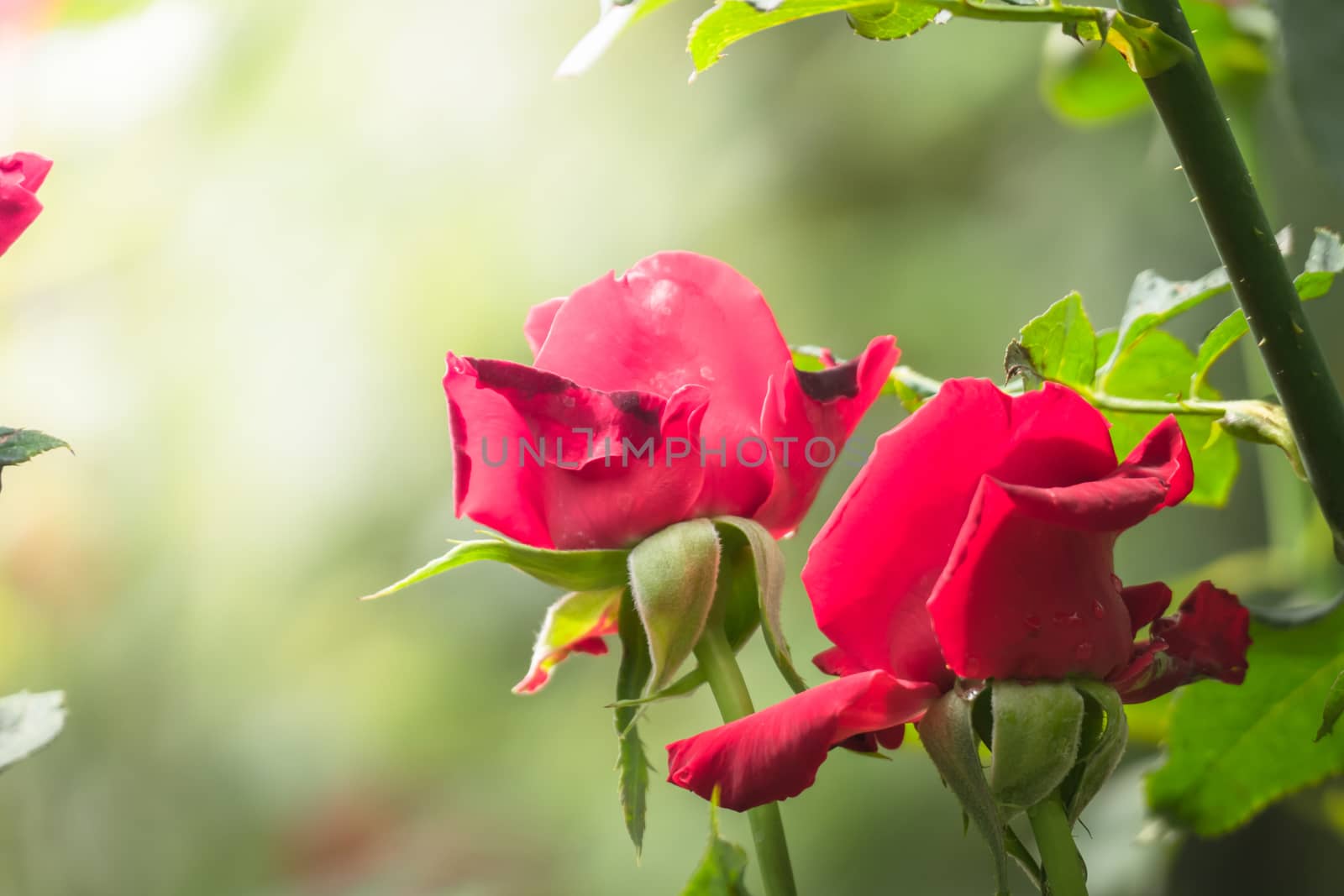 Roses in the garden, Roses are beautiful with a beautiful sunny day.