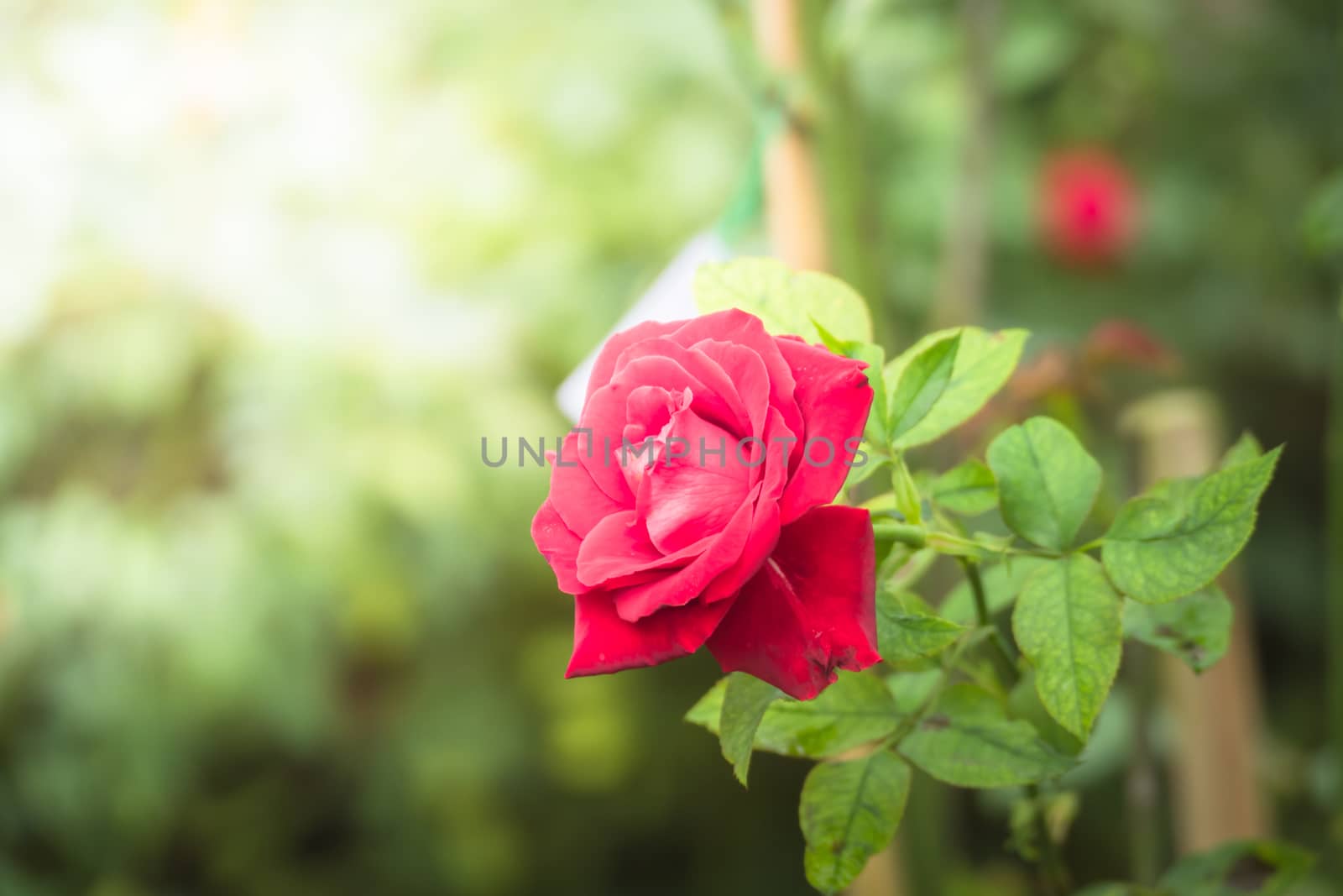 Roses in the garden, Roses are beautiful with a beautiful sunny day.