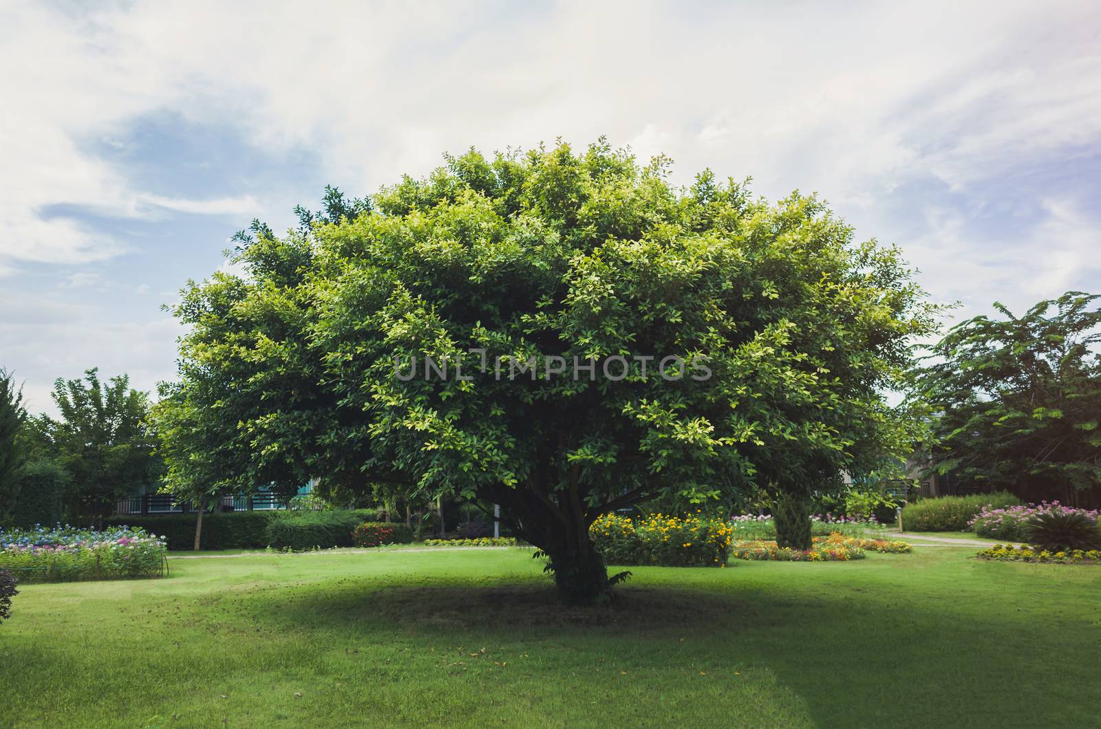 Single tree in the green field.