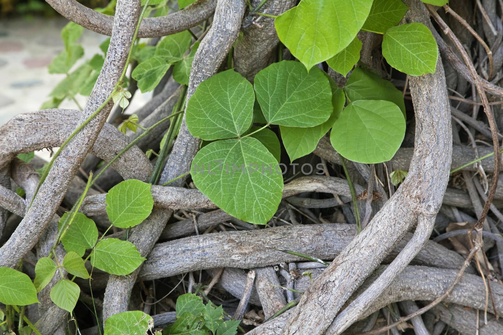 Interlaced stems of a creeper plant, close-up