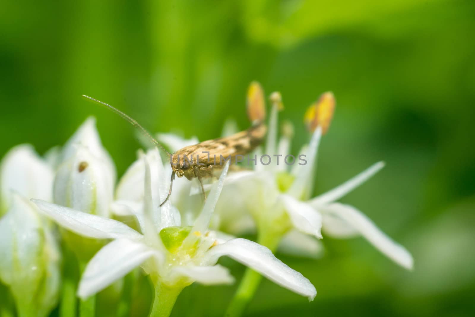 Close up of a colorful butterfly macro photo green