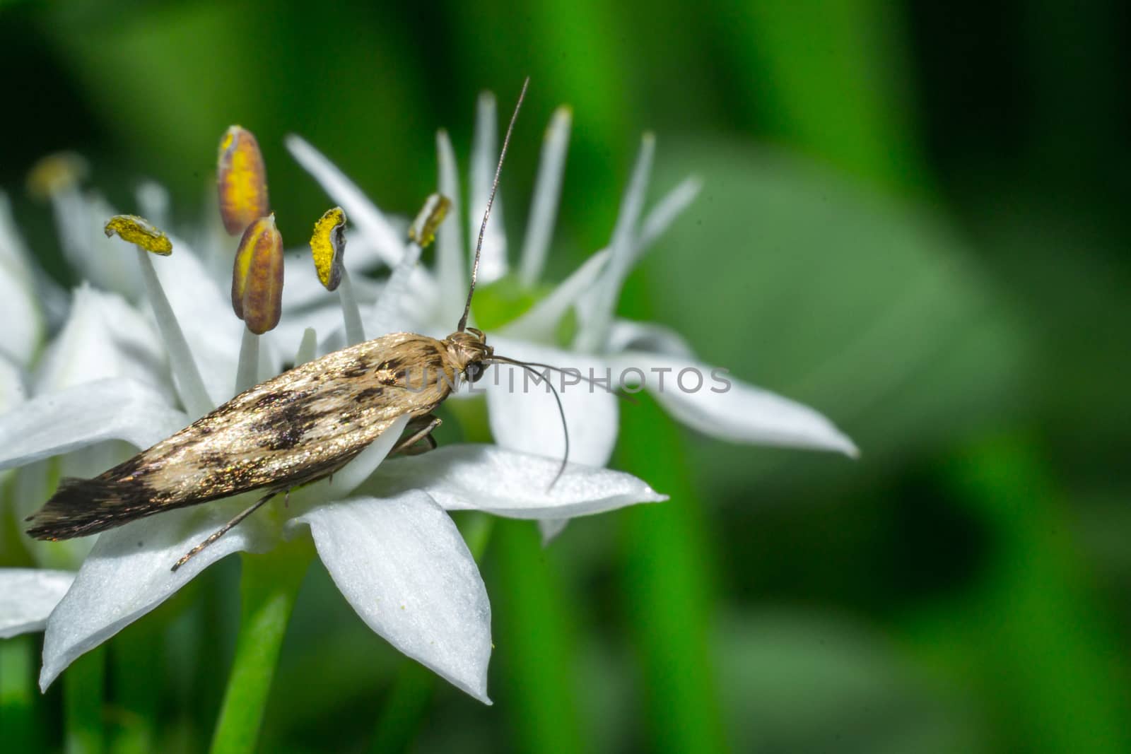 Close up of a colorful butterfly macro photo green