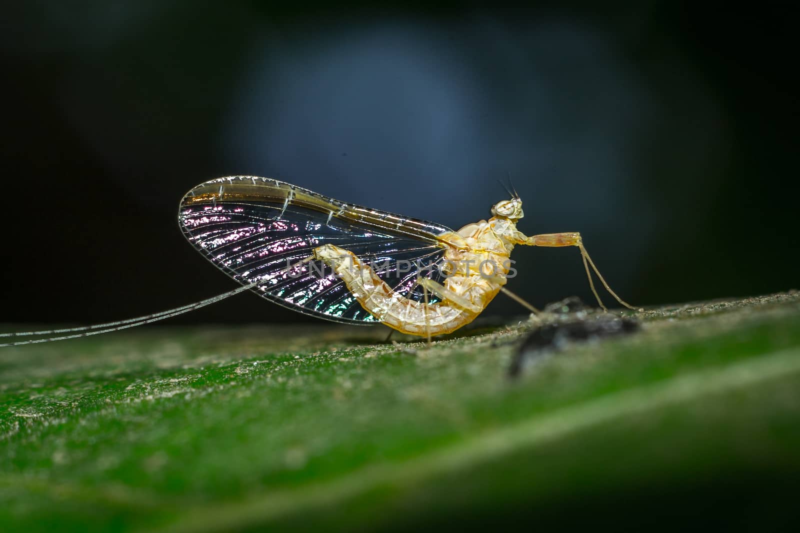 Close up of a colorful butterfly macro photo green