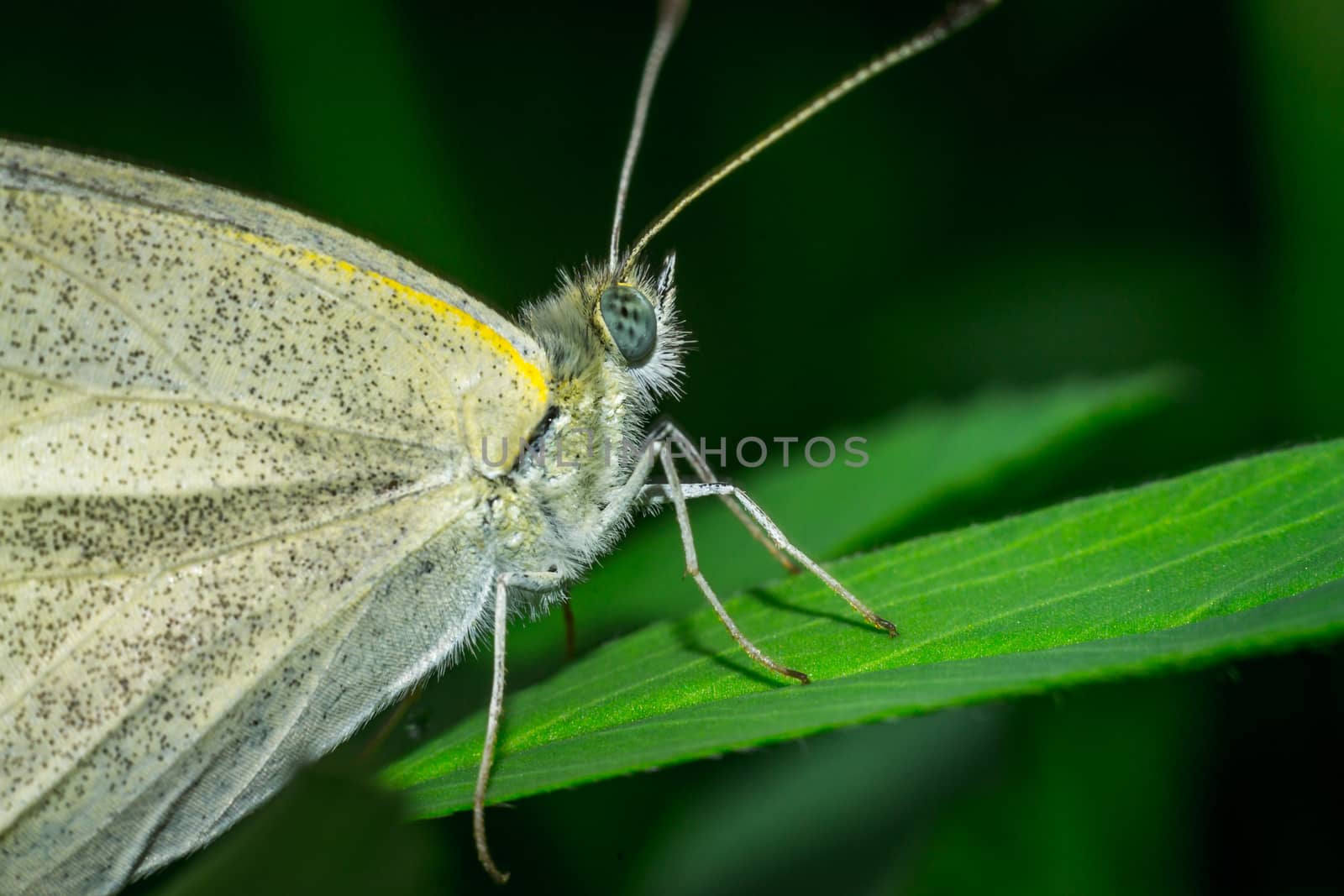 Close up of a colorful butterfly macro photo green