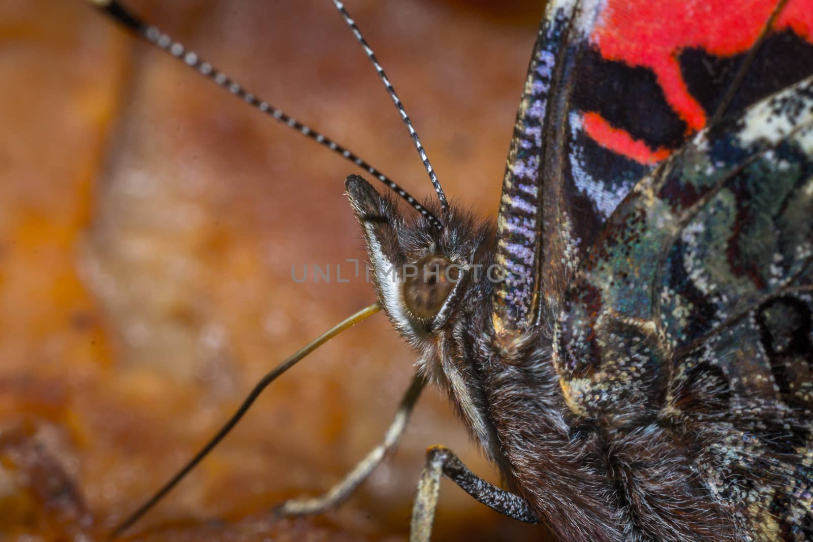 Close up of a colorful butterfly macro photo green