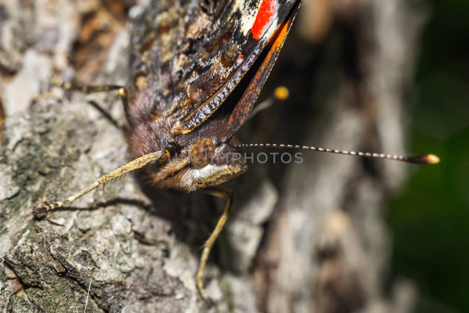 Close up of a colorful butterfly macro photo green