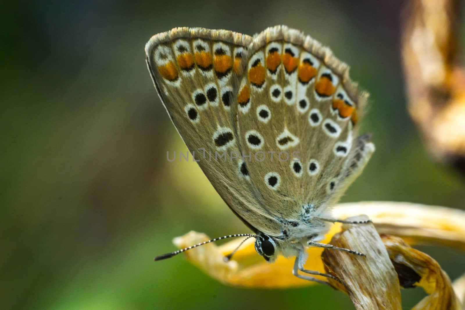 Close up of a colorful butterfly macro photo green