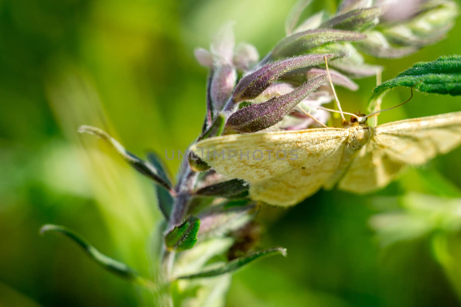 Close up of a colorful butterfly macro photo green