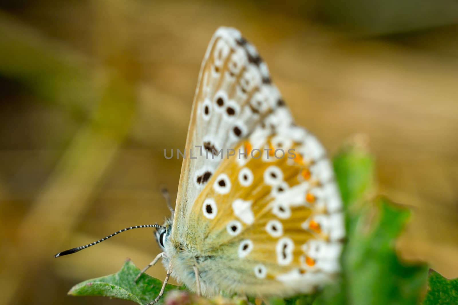 Close up of a colorful butterfly macro photo green