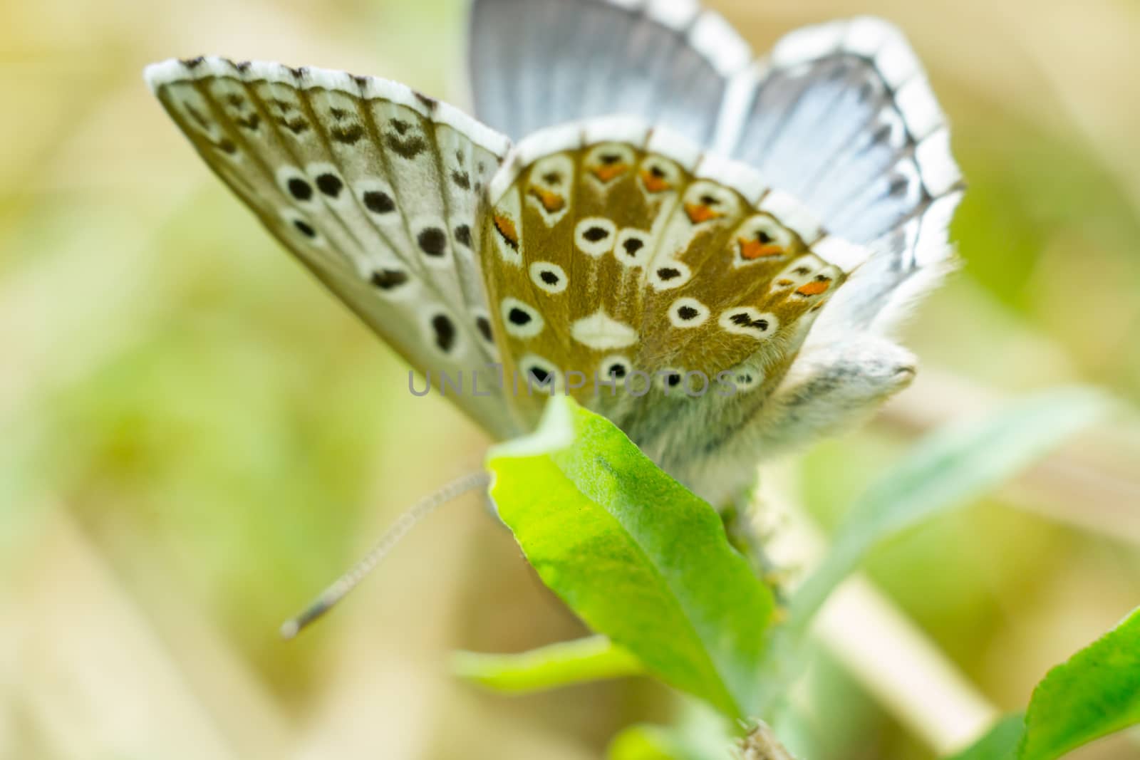 Close up of a colorful butterfly macro photo green