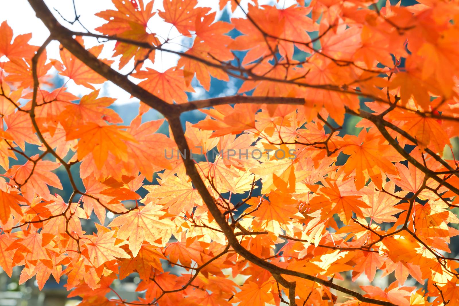 Autumn season colorful of tree and leaves in Japan