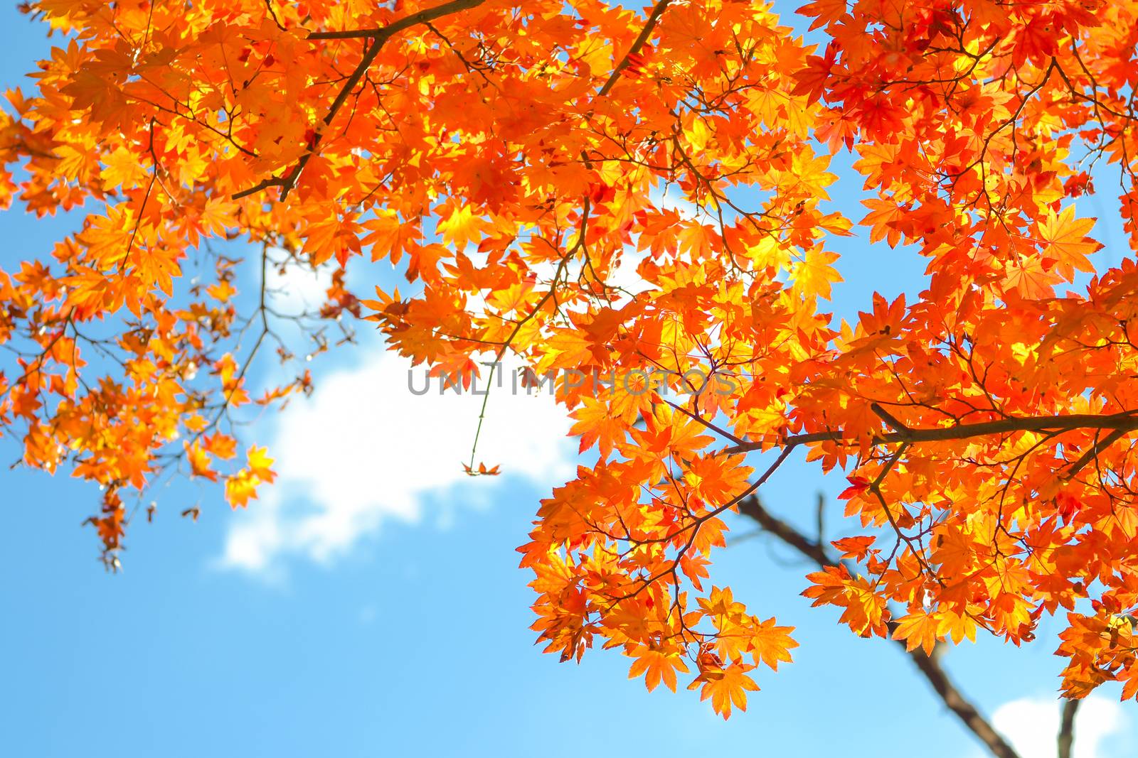 Autumn season colorful of tree and leaves in Japan