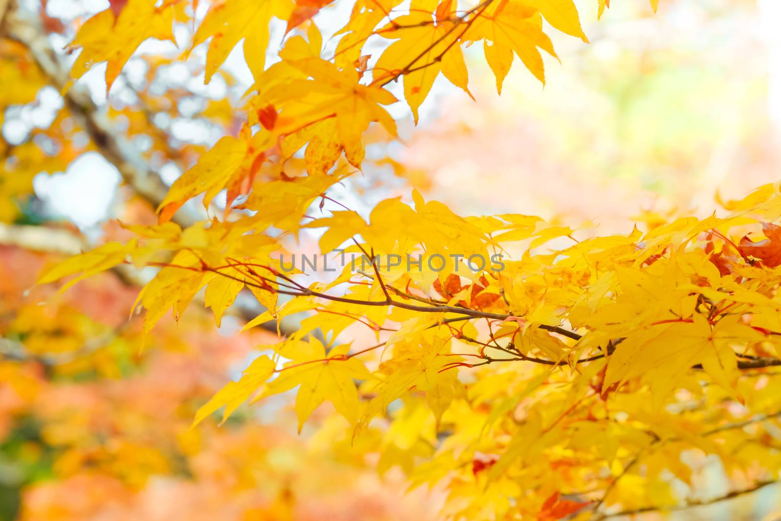 Autumn season of tree and leaves by apichart