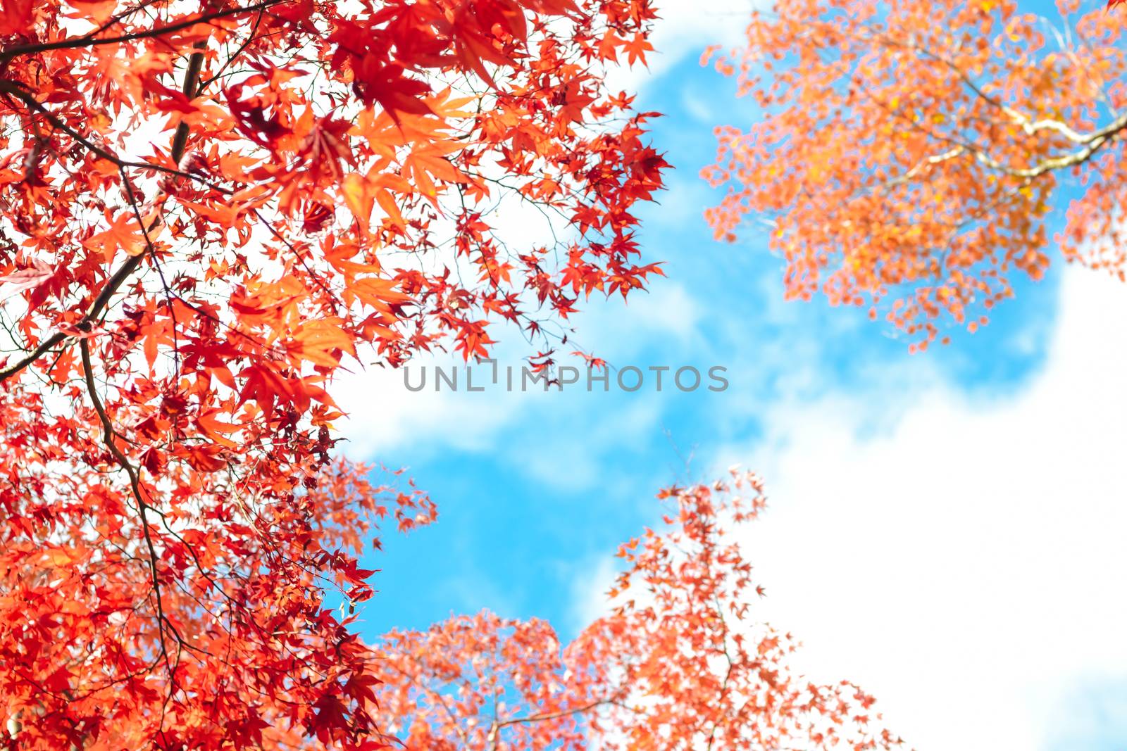 Autumn season colorful of tree and leaves in Japan