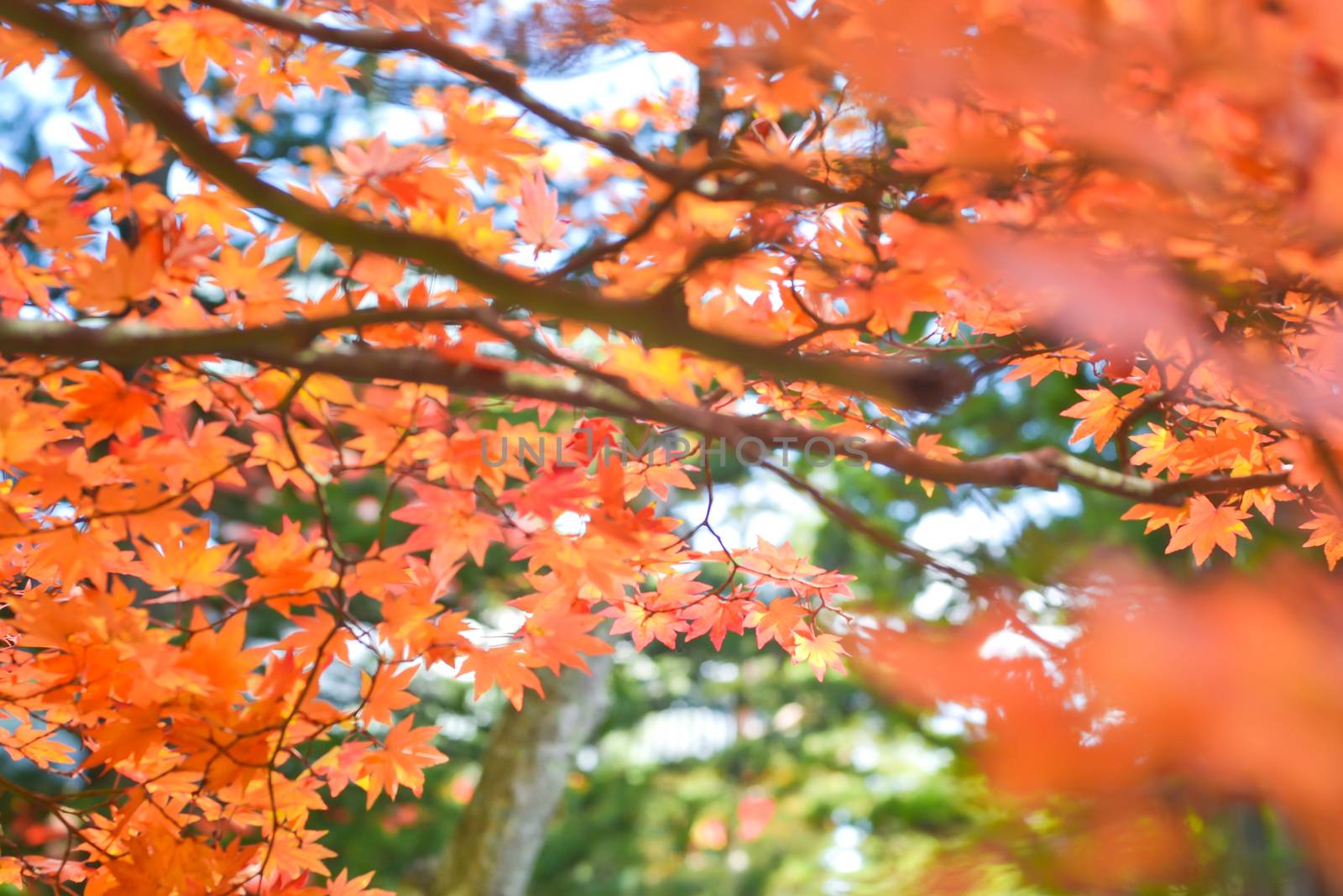 Autumn season colorful of tree and leaves in Japan