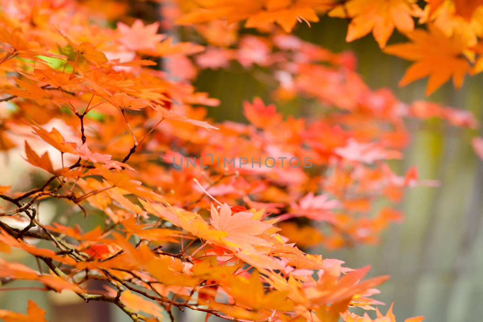 Autumn season colorful of tree and leaves in Japan