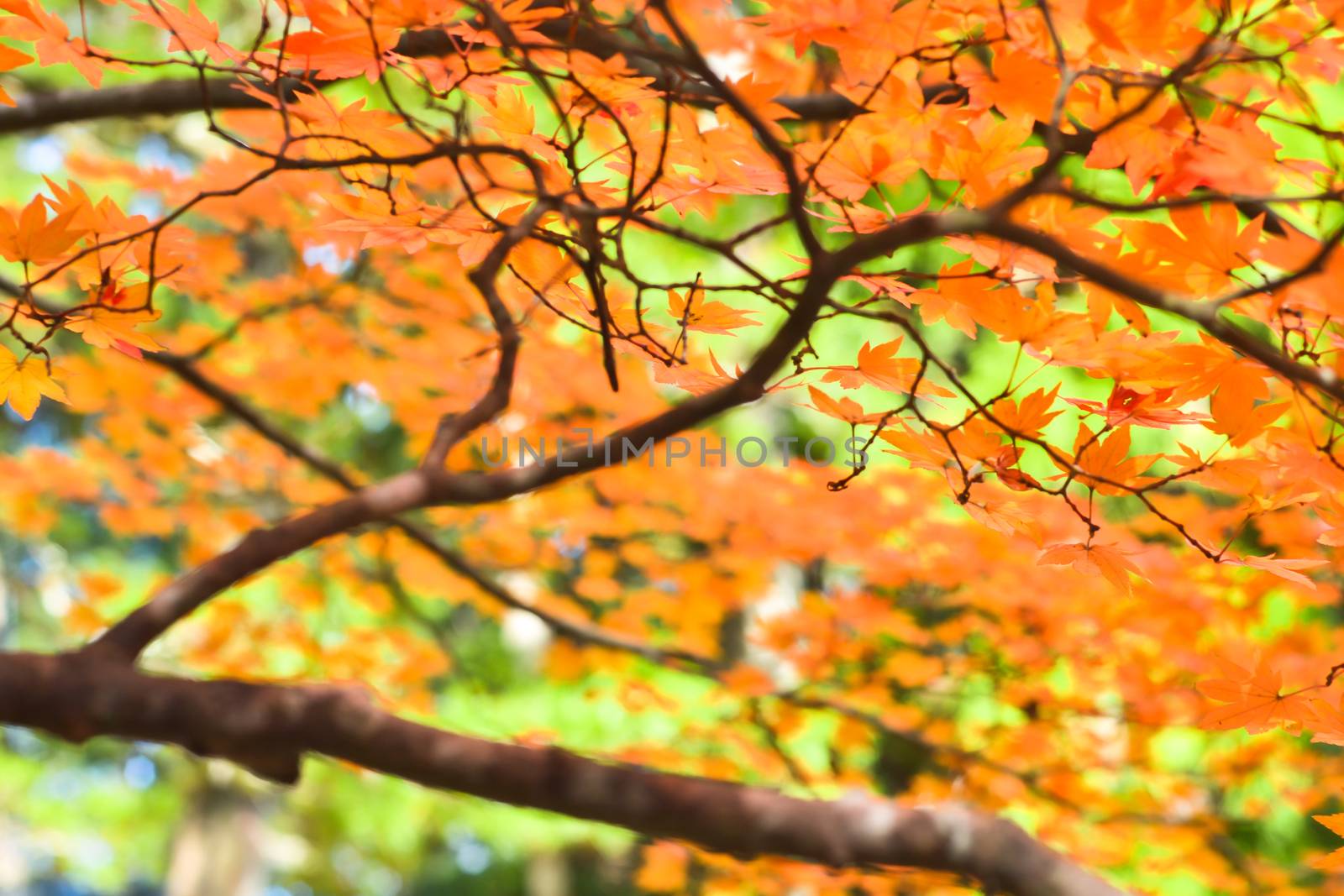 Autumn season colorful of tree and leaves by apichart