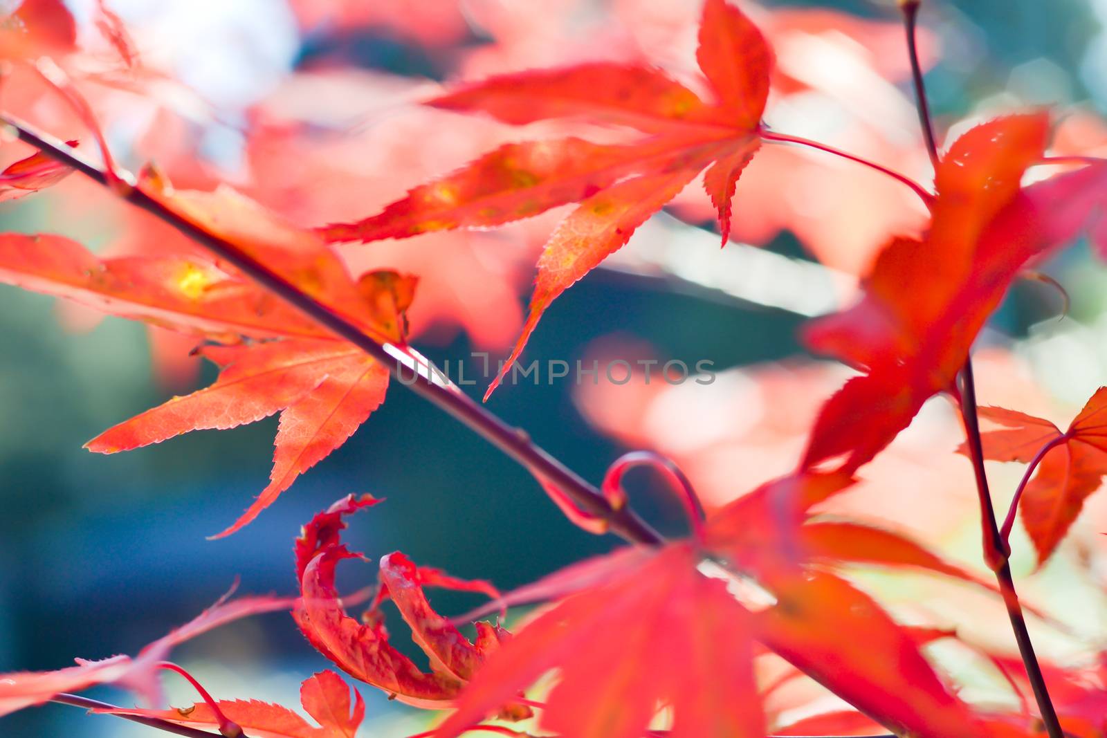 Autumn season colorful of tree and leaves in Japan