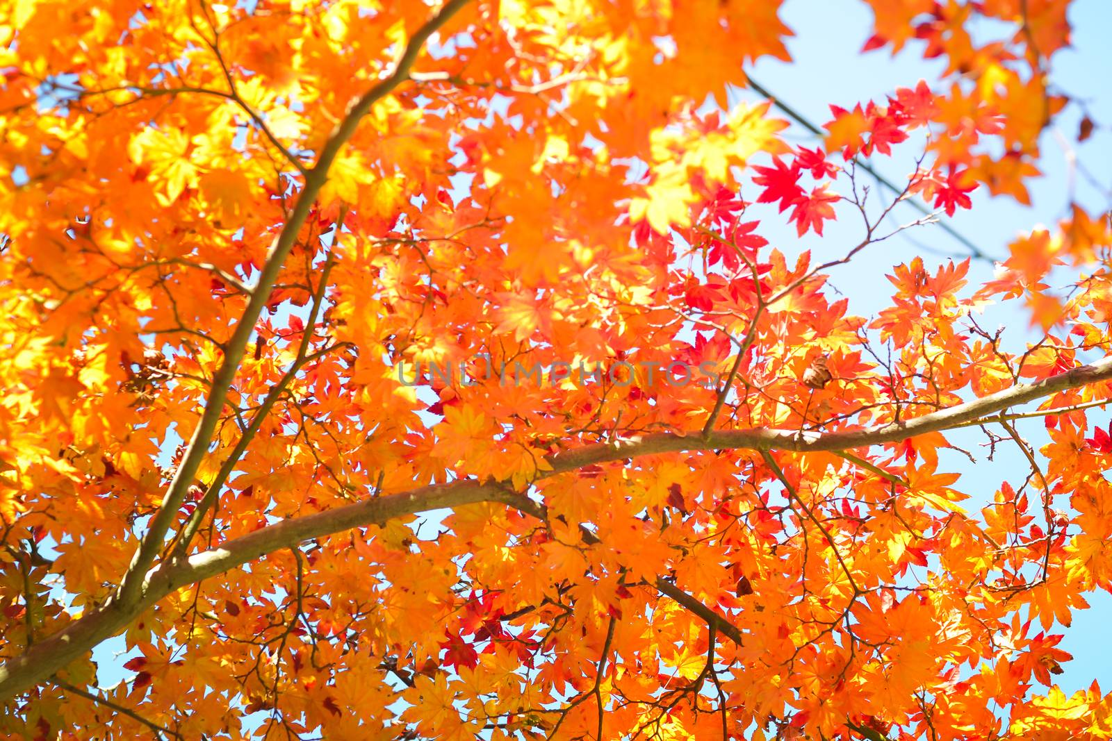 Autumn season colorful of tree and leaves in Japan