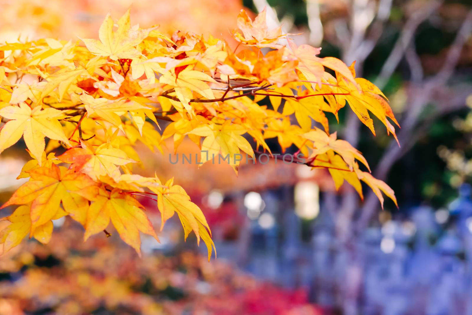 Autumn season colorful of tree and leaves in Japan