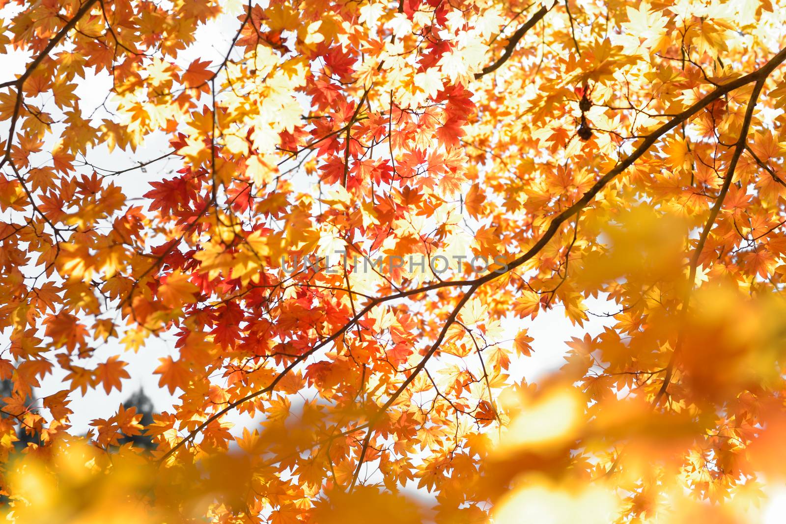 Autumn season colorful of tree and leaves in Japan