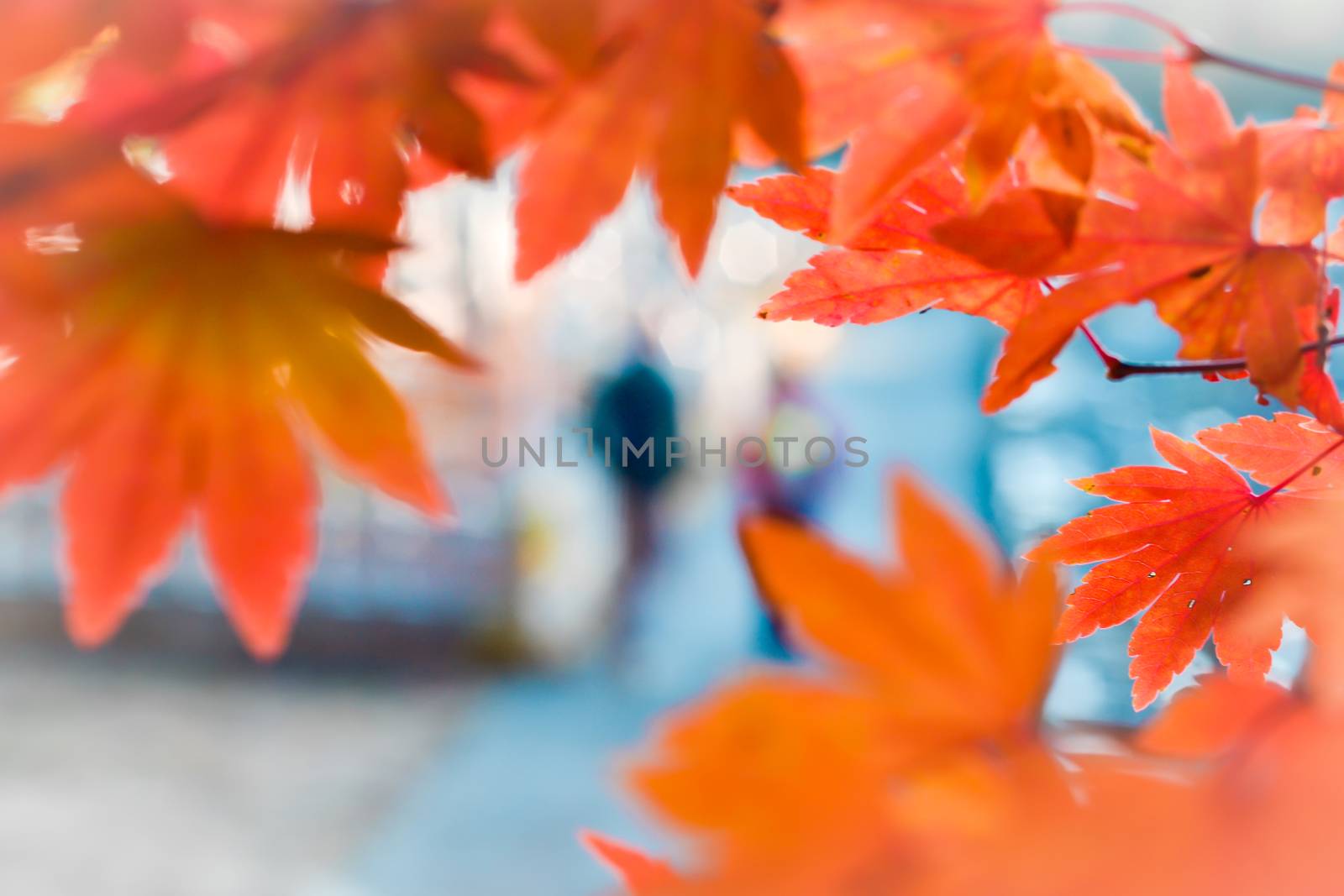 Autumn season colorful of tree and leaves in Japan