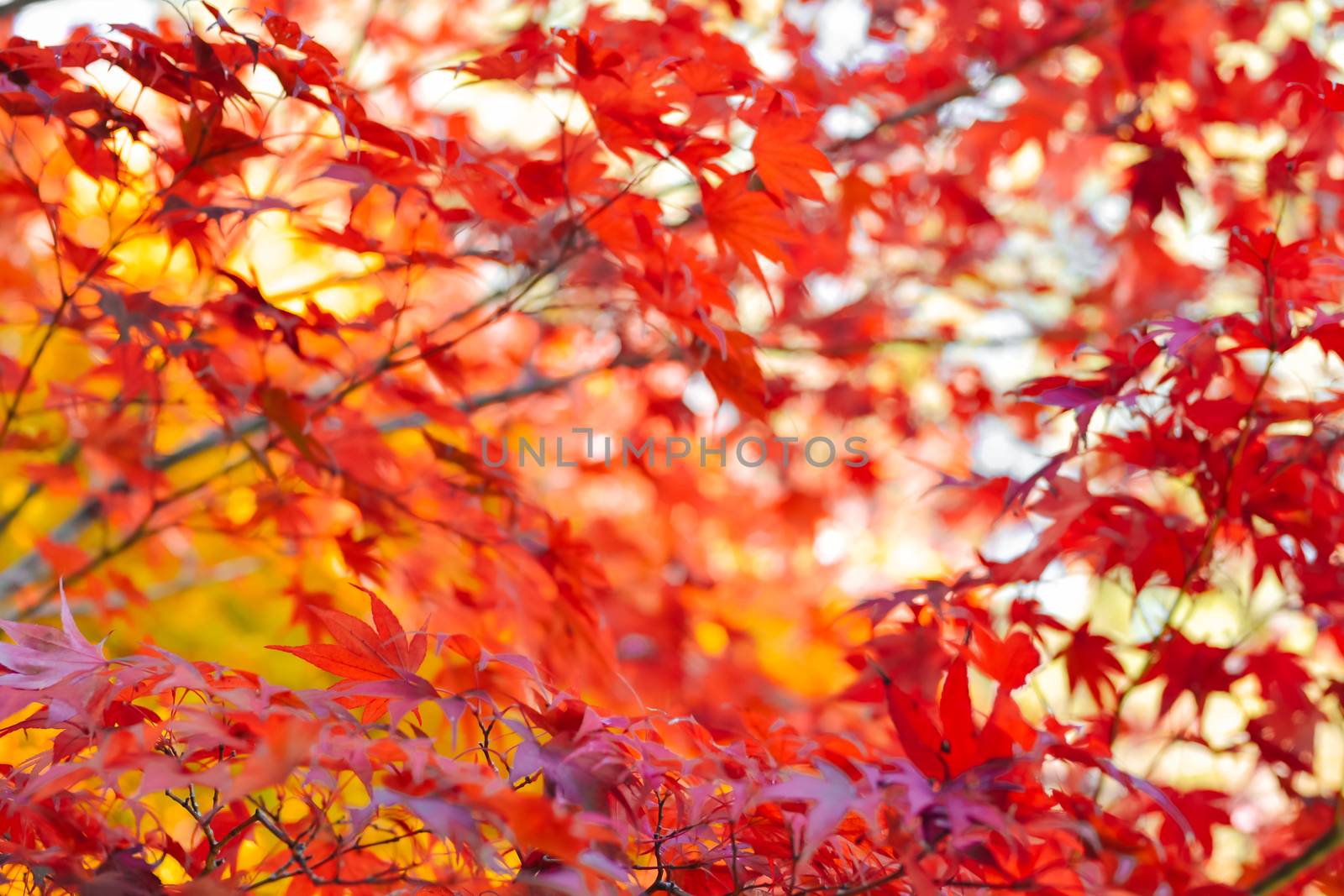 Autumn season colorful of tree and leaves in Japan