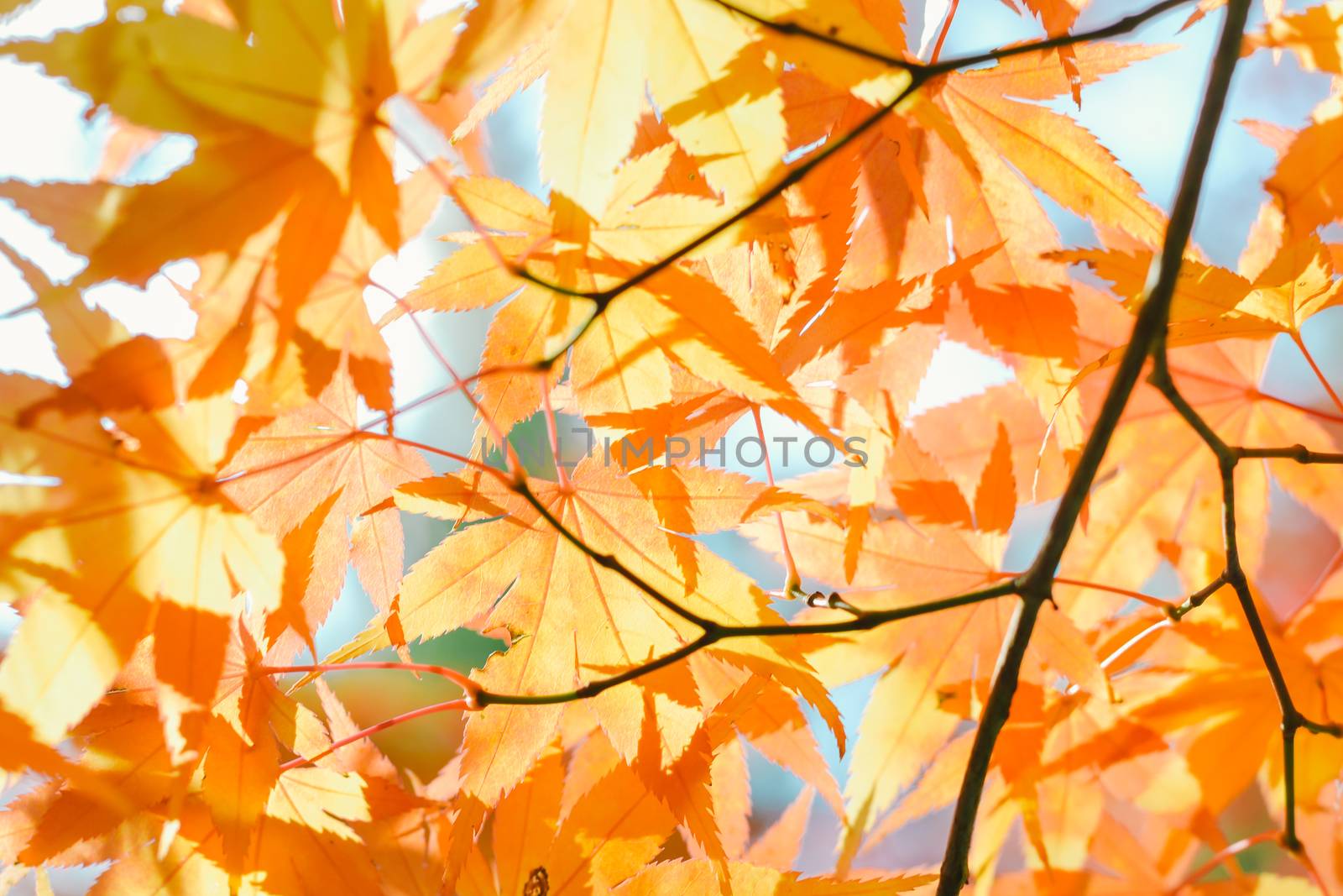 Autumn season colorful of tree and leaves by apichart