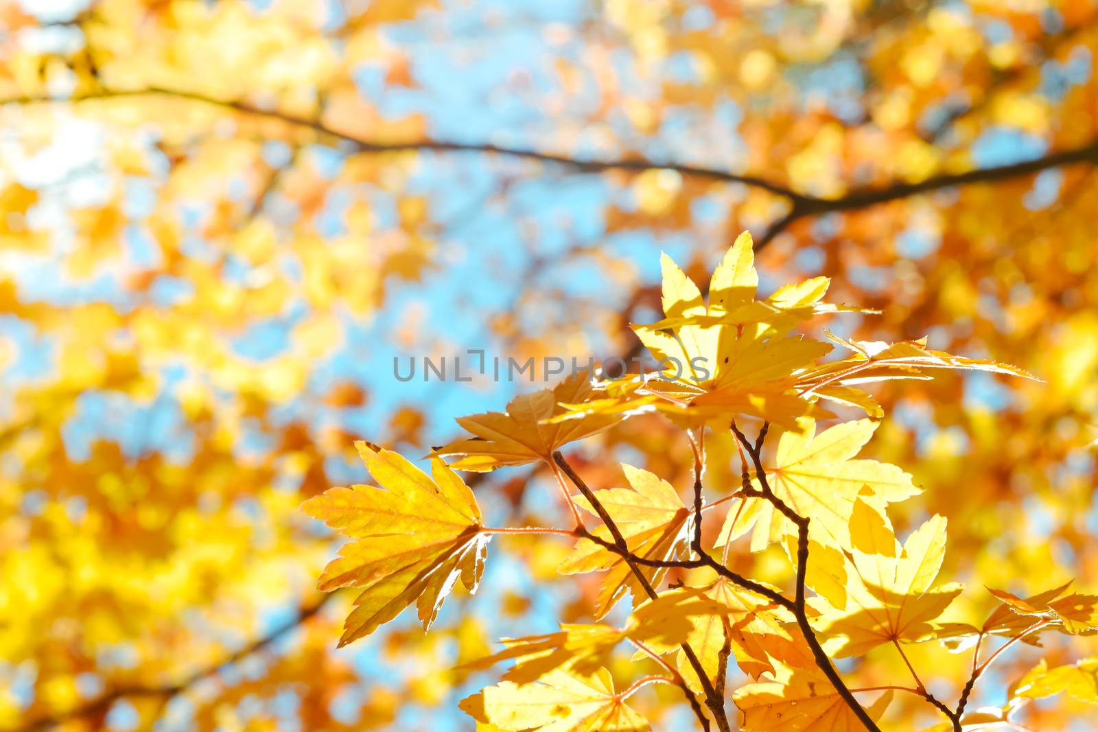 Autumn season of tree and leaves by apichart
